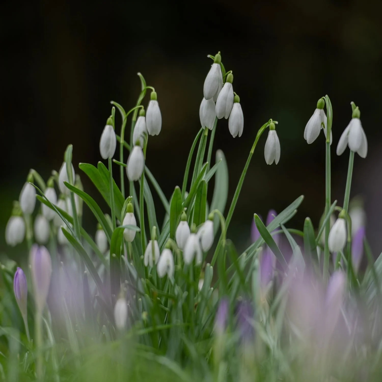 A close-up of snowdrops in bud and flower rising above a haze of pale purple crocuses in the foreground, against a dark background in a Berkshire garden in early spring. Kipcatphotos.com.

Snowdrops hang their modest white heads above a soft foregrou