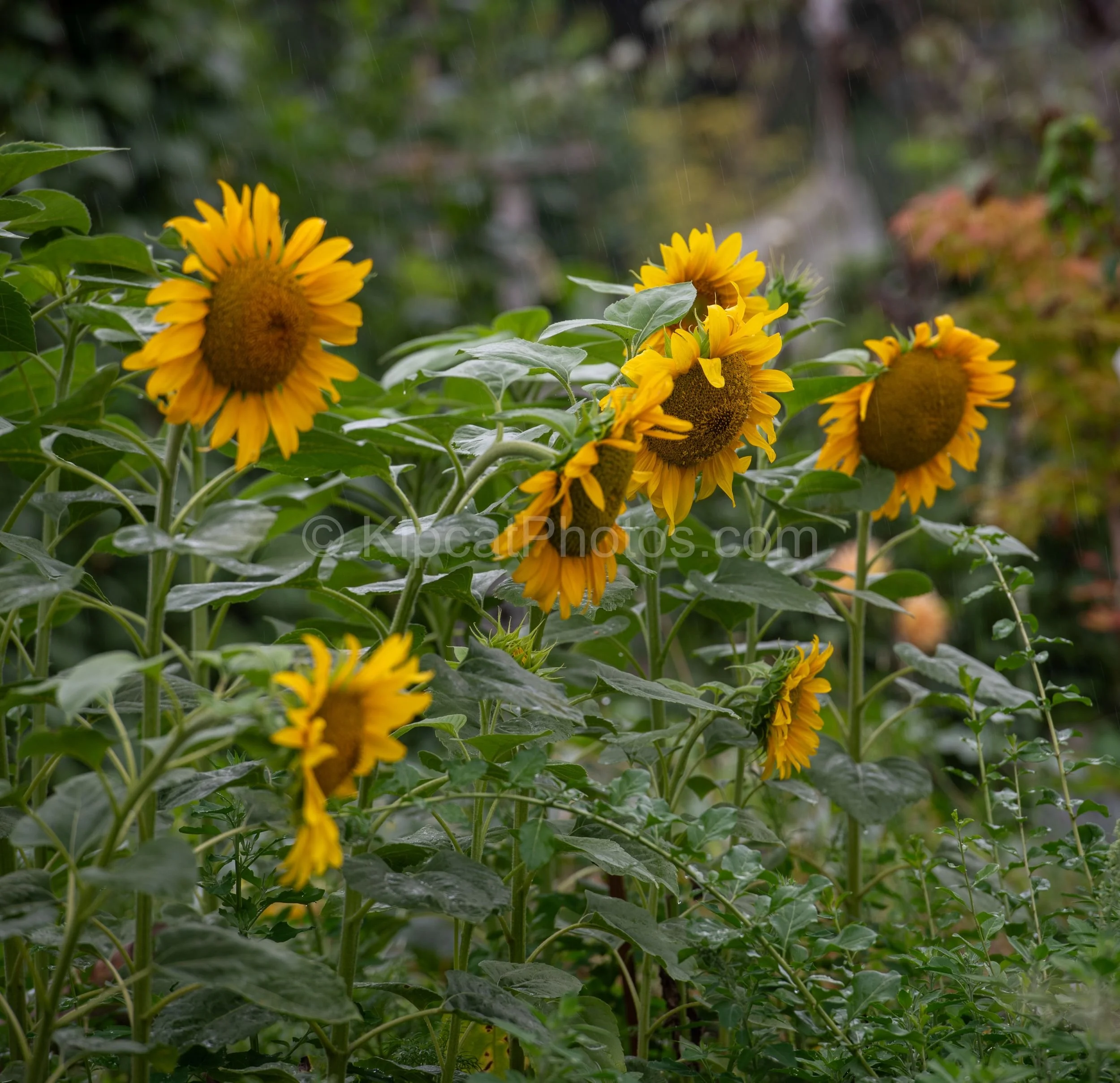 Several tall yellow sunflowers with large brown centres bending in the rain on an allotment, their heads turned in different directions against a blurred green background. Kipcatphotos.com.

A cluster of bold yellow sunflowers sways and tilts in a su