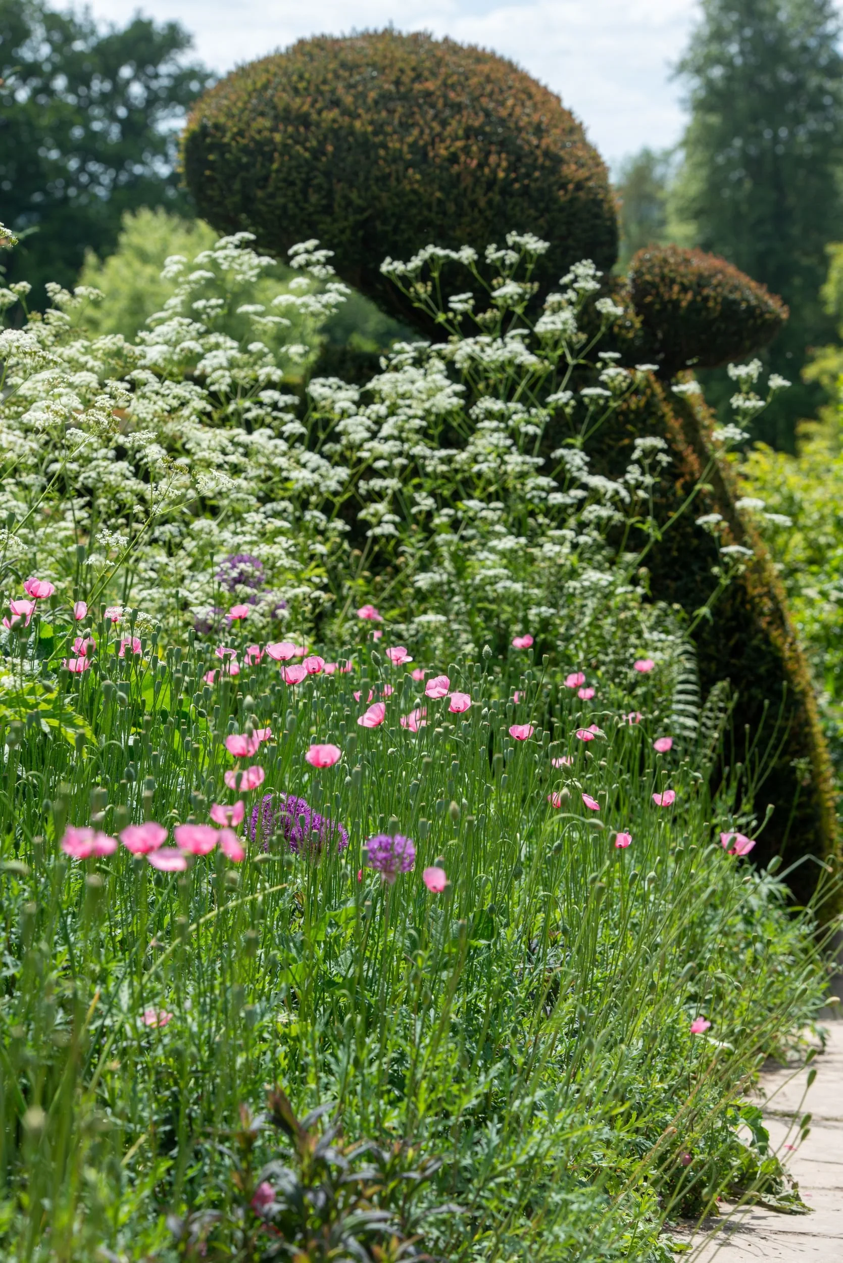 Pink poppies and purple alliums bloom beneath rounded yew topiary shapes at Great Dixter. Kipcatphotos.com

Delicate pink poppies and star-like alliums fill the foreground of this border, with two mushroom-shaped yew topiaries rising behind against a