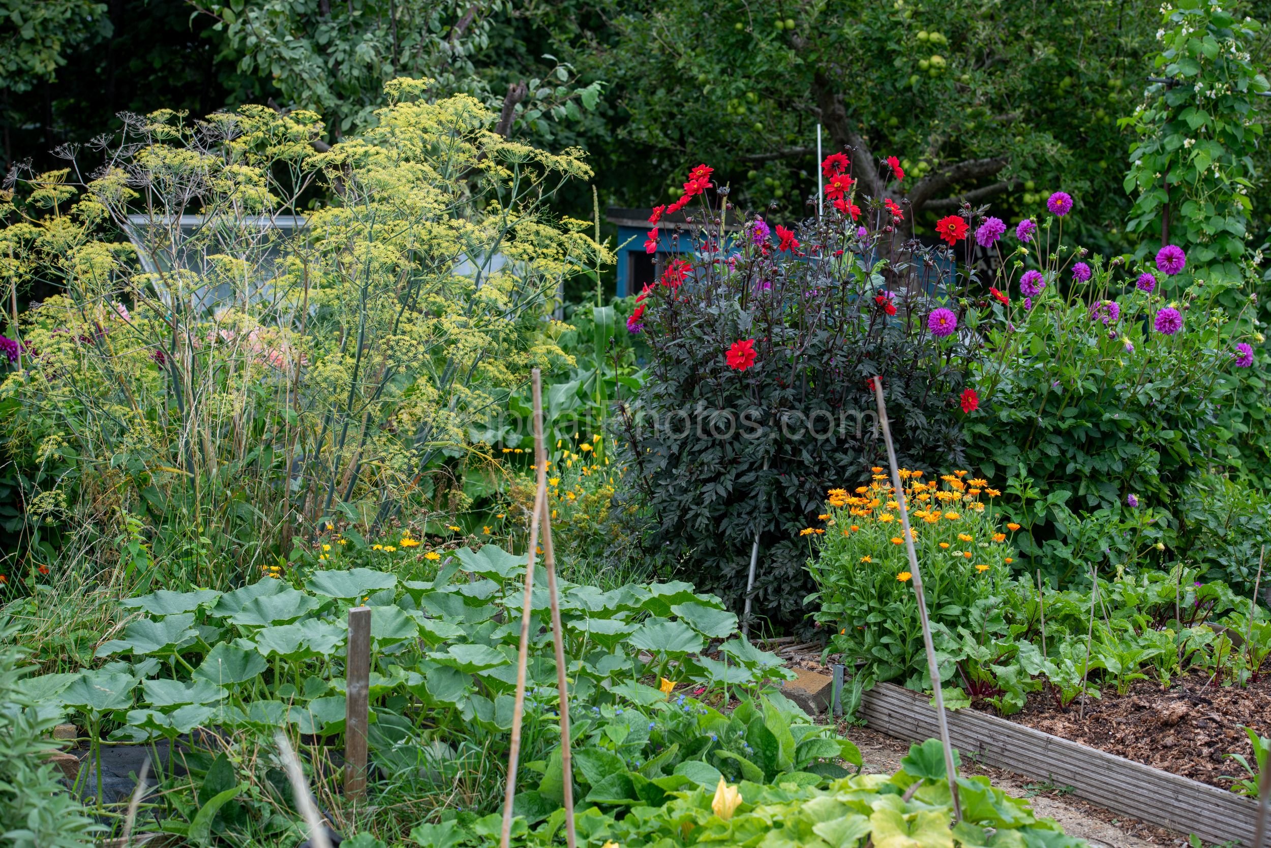 A lush allotment plot in summer with tall fennel in flower, red and purple dahlias, orange marigolds, courgette plants in raised beds, and a blue shed visible in the background. Kipcatphotos.com.

A riot of colour and abundance, this allotment plot b