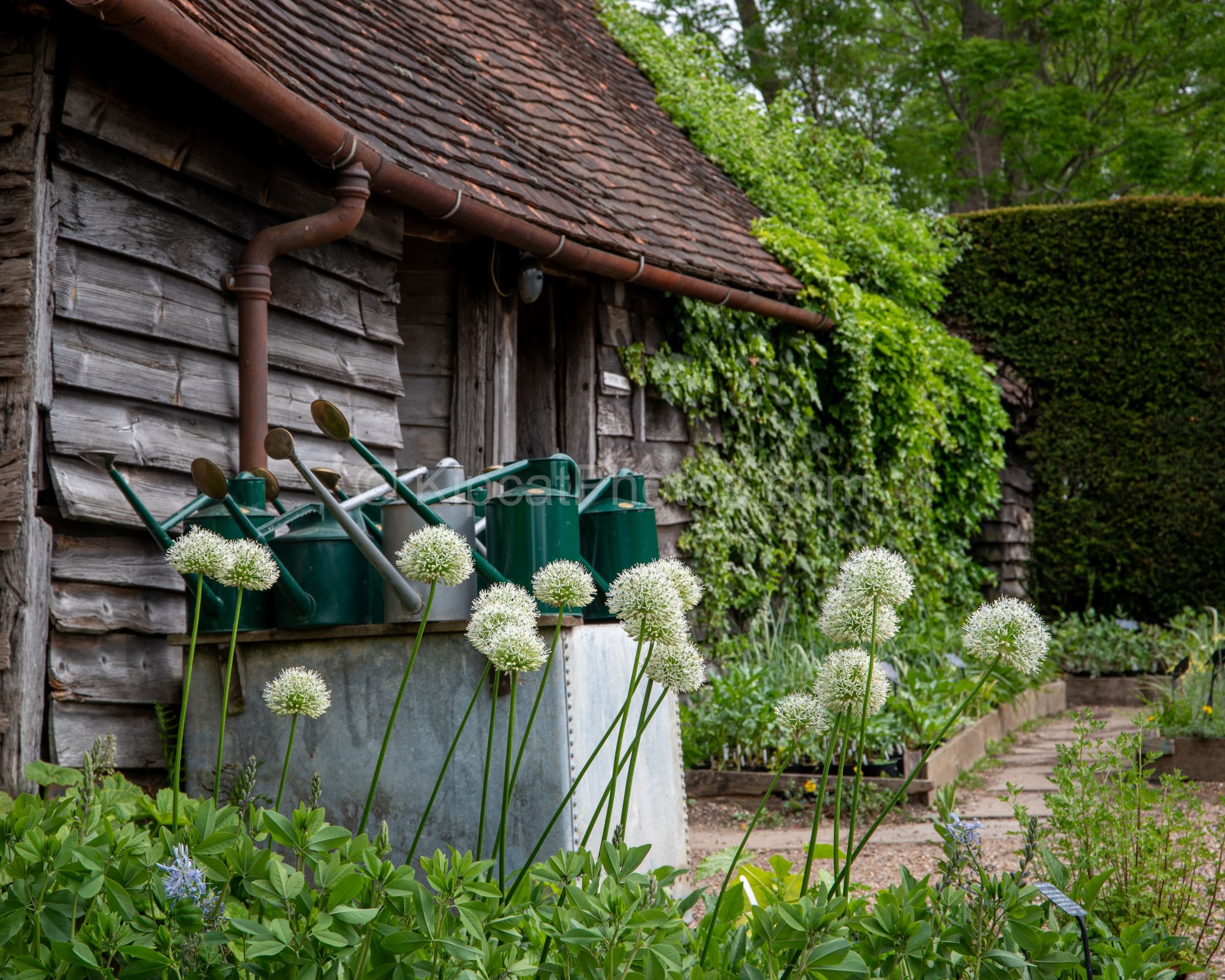 White ornamental onion flowers stand before a row of green watering cans outside a weathered garden shed at Great Dixter. Kipcatphotos.com

A charming vignette of gardening life at Great Dixter: vintage green watering cans lined up on a potting shed 