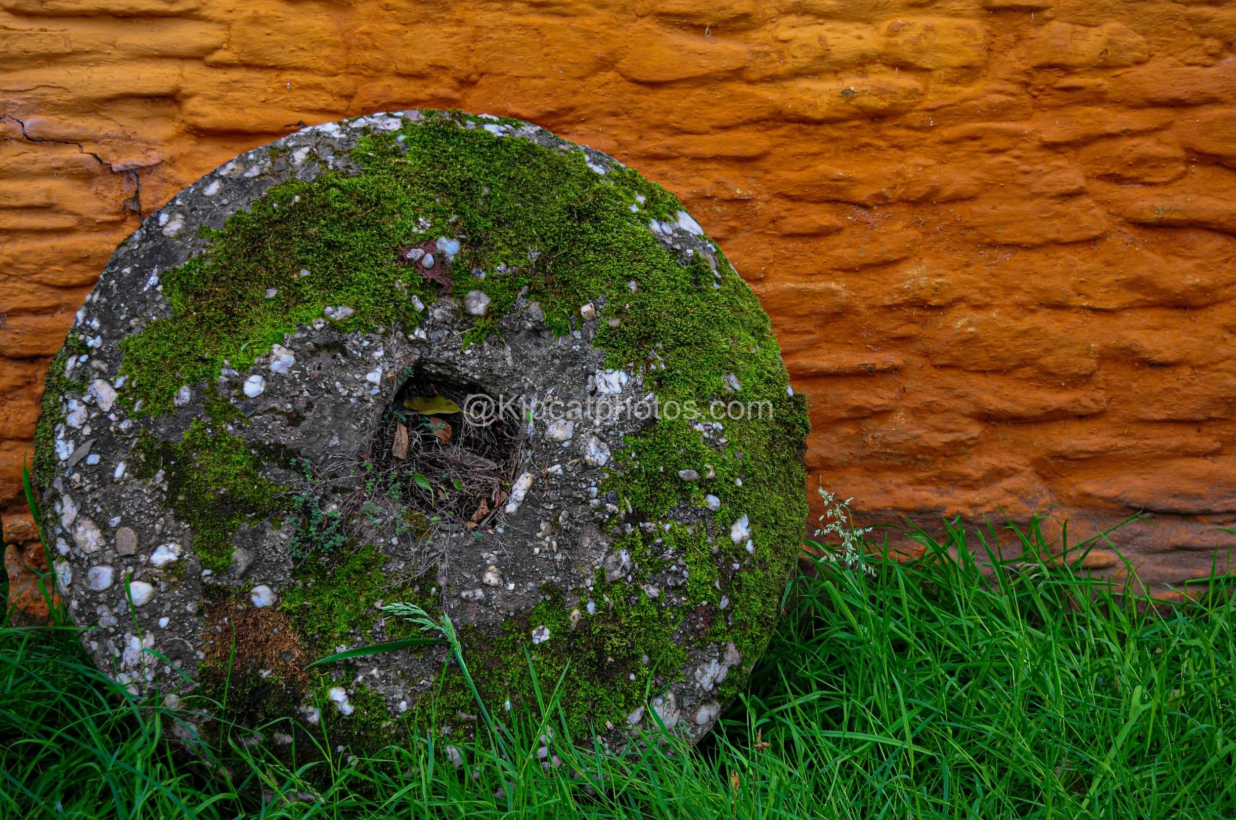 allt-y-bela-moss-millstone-orange-wall-grass.jpg.jpg