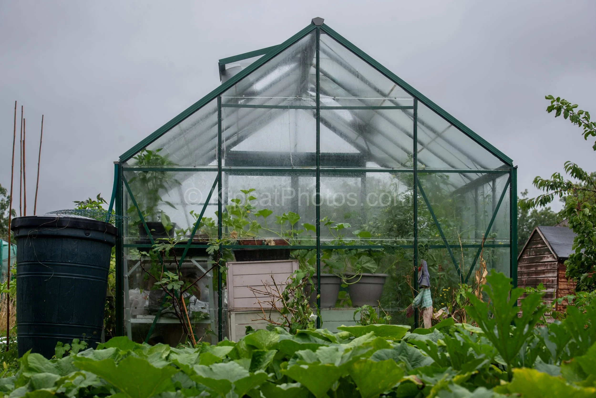 A full view of a large green-framed glass greenhouse on an allotment in heavy rain, with a black water butt to the left, courgette plants in the foreground and a wooden shed visible to the right. Kipcatphotos.com

.Rain hammers down on this solid all