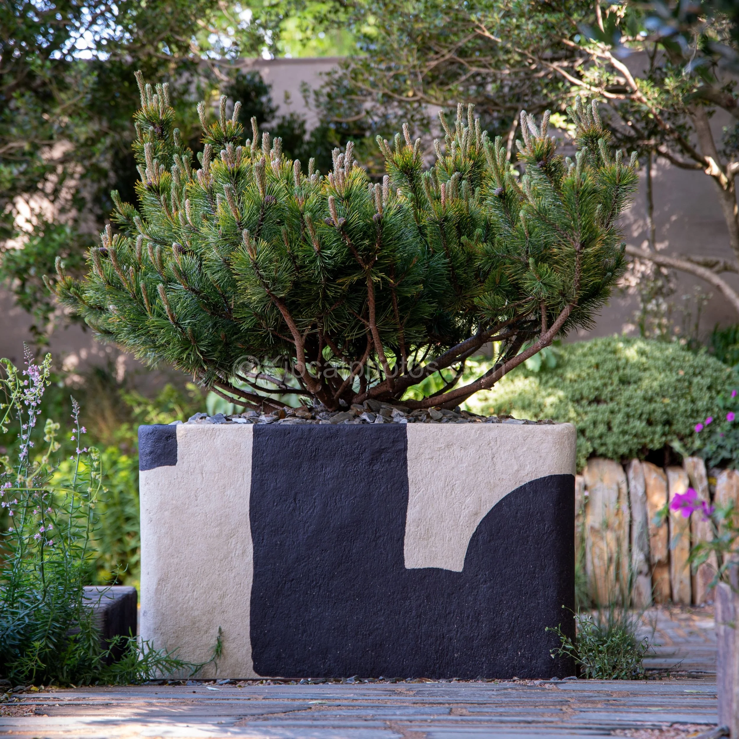 Dwarf pine in a bold black-and-white geometric planter in the Darren Hawkes garden at RHS Chelsea Flower Show 2026

A cloud-pruned dwarf pine grows from a large abstract black-and-white painted planter, set against a rustic wooden fence in the Darren