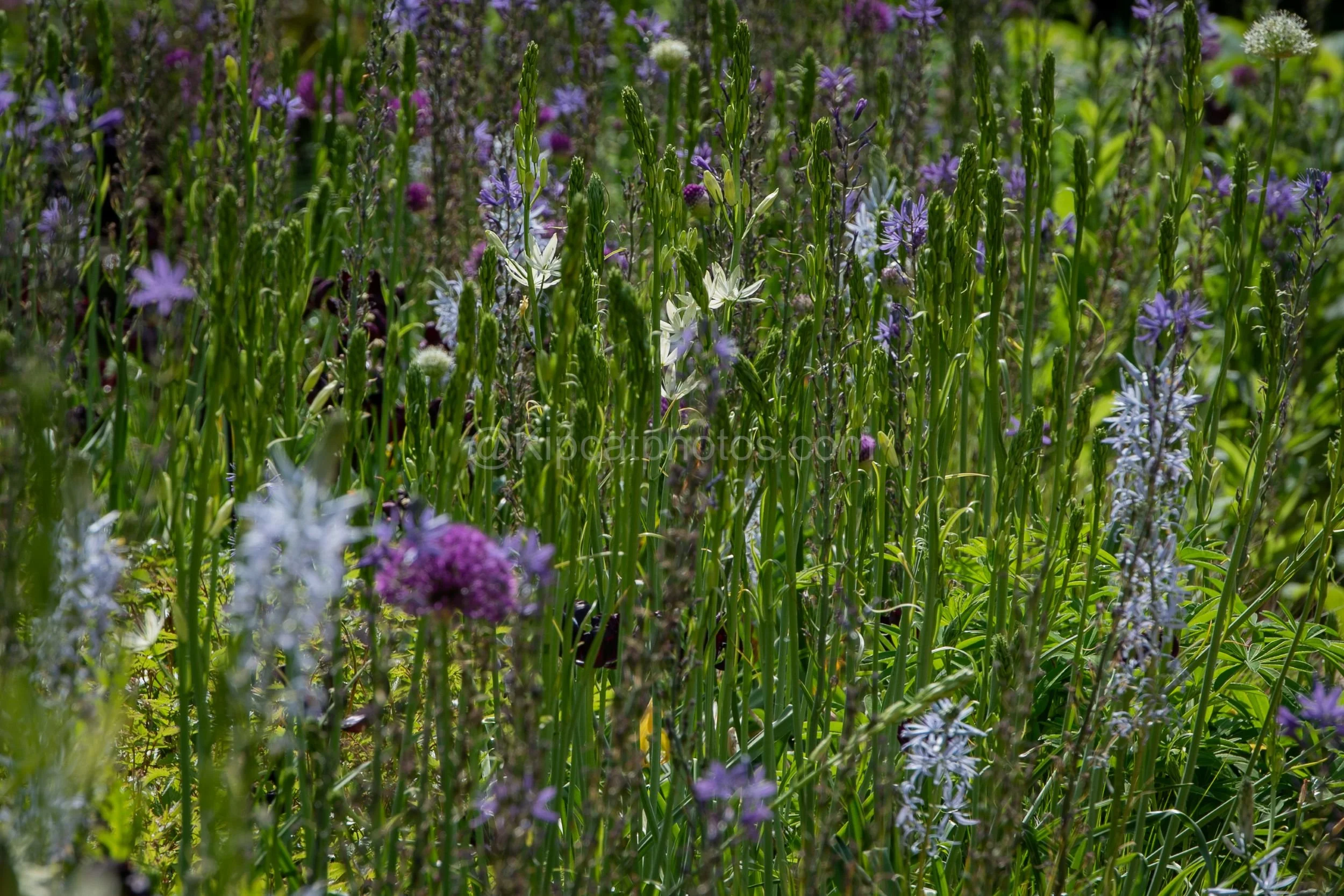 Longstock Water Garden 24 Kipcatphotos.jpg