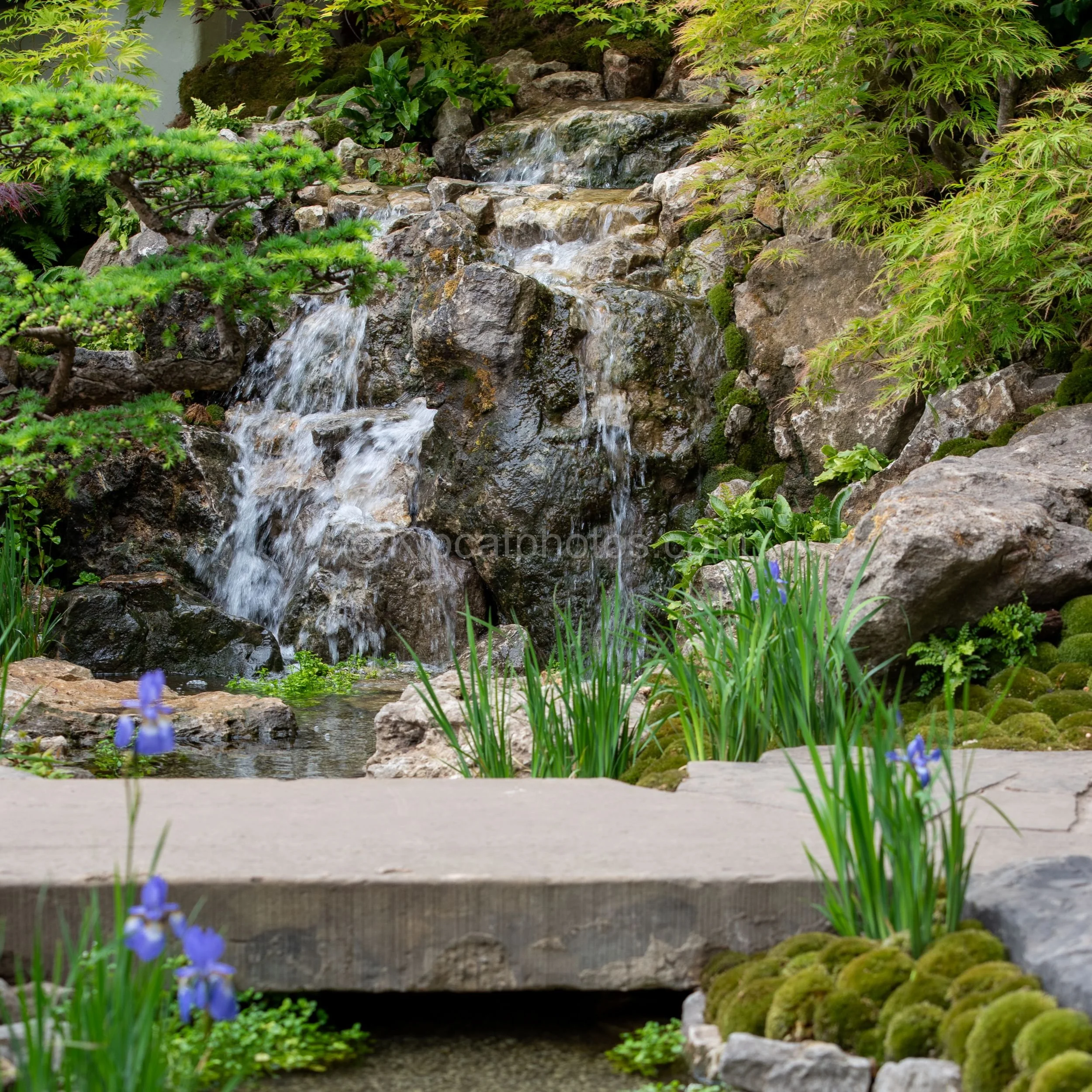 Rocky waterfall cascading past purple Japanese irises in the Kazuyuki Ishihara garden at RHS Chelsea Flower Show 2026

A multi-tiered rocky waterfall cascades past purple Japanese irises, moss-covered stones and acers, in the Kazuyuki Ishihara garden