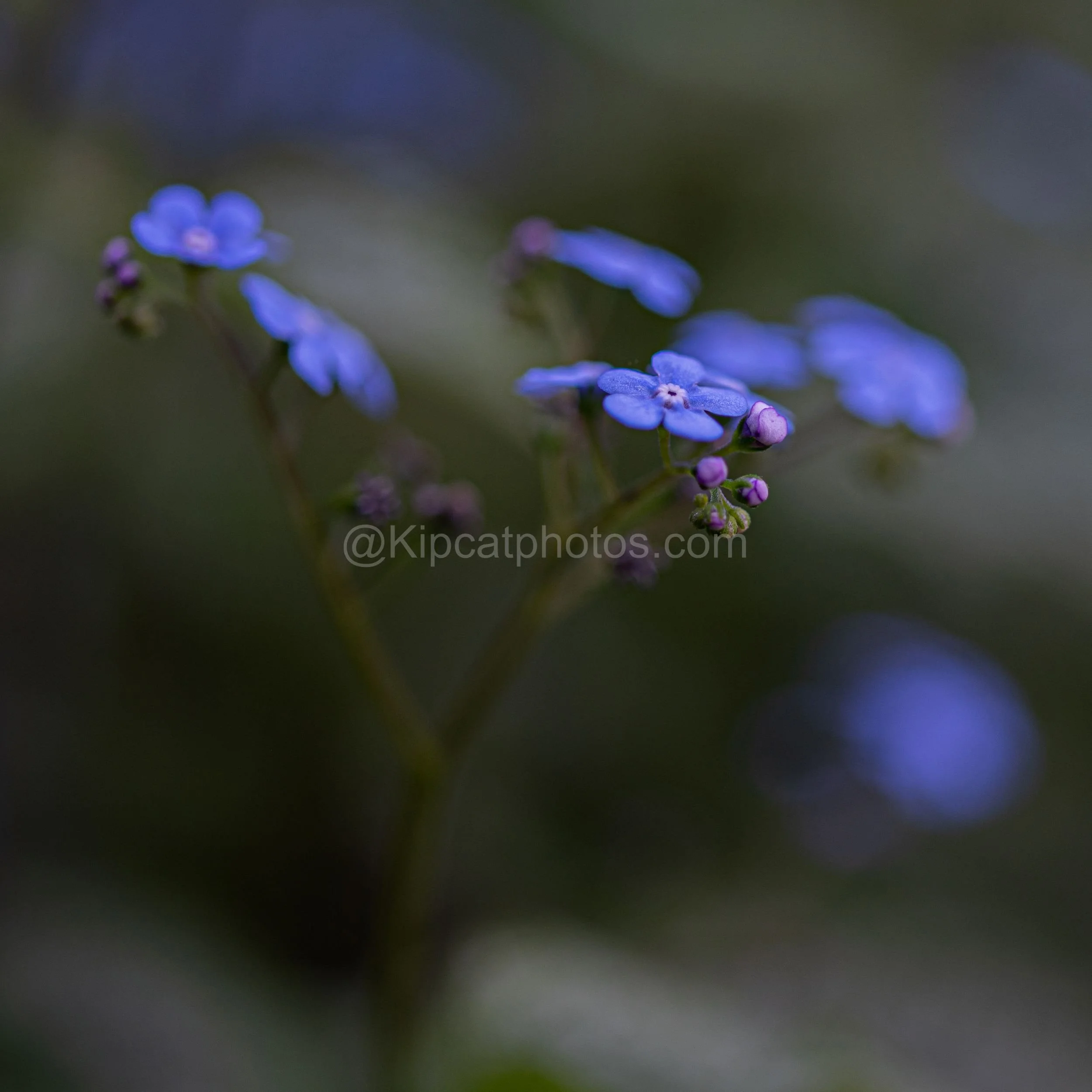 Flowerama