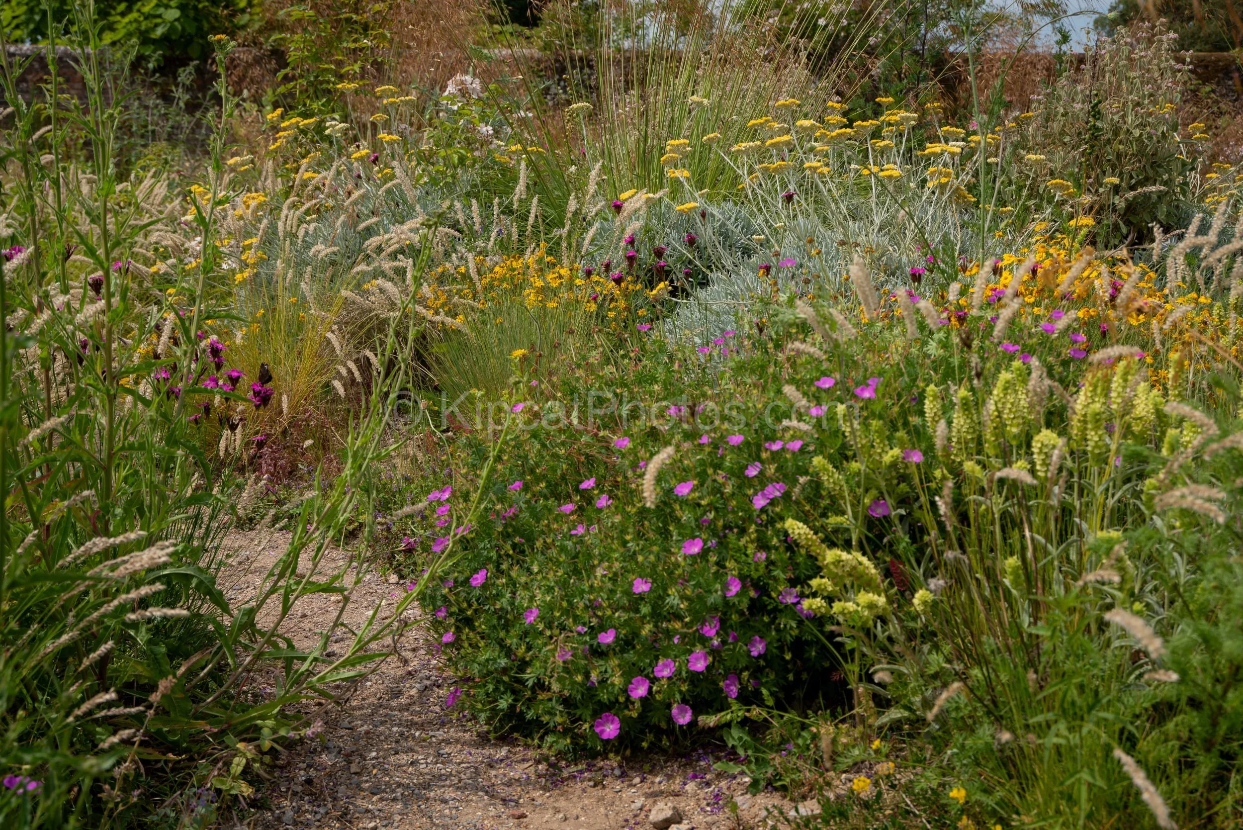 Knepp Walled Garden