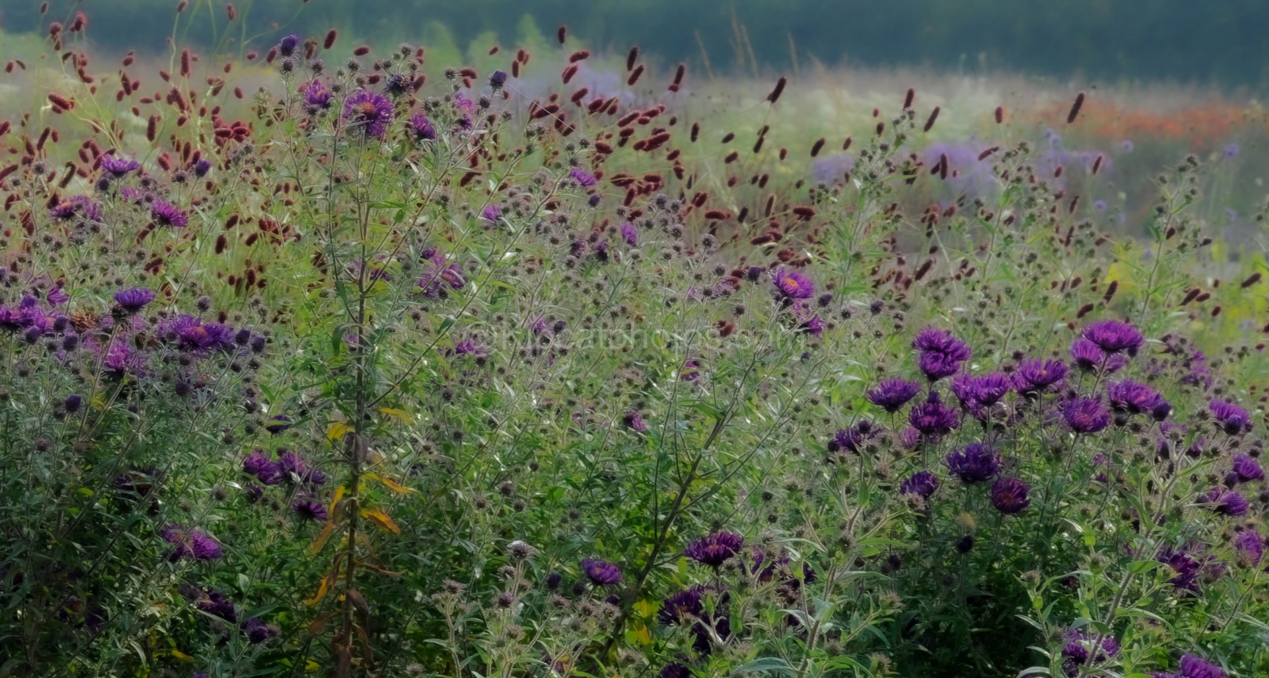 Soft-focus border of deep purple asters among slender stems, with maroon burnet flower heads above and a glow of orange helenium in the distance.