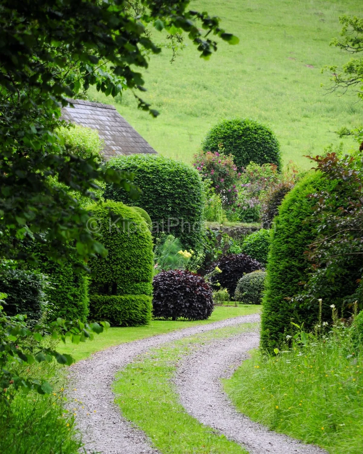 allt-y-bela-winding-track-topiary-wales.jpg.jpg