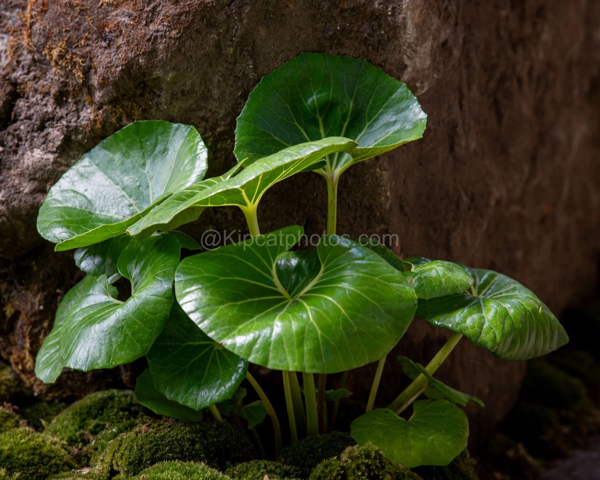 Glossy rounded green leaves growing against mossy rock in the Kazuyuki Ishihara garden at RHS Chelsea Flower Show 2026

A close-up detail of glossy, rounded green foliage growing against a mossy rock face, in the Kazuyuki Ishihara garden at RHS Chels