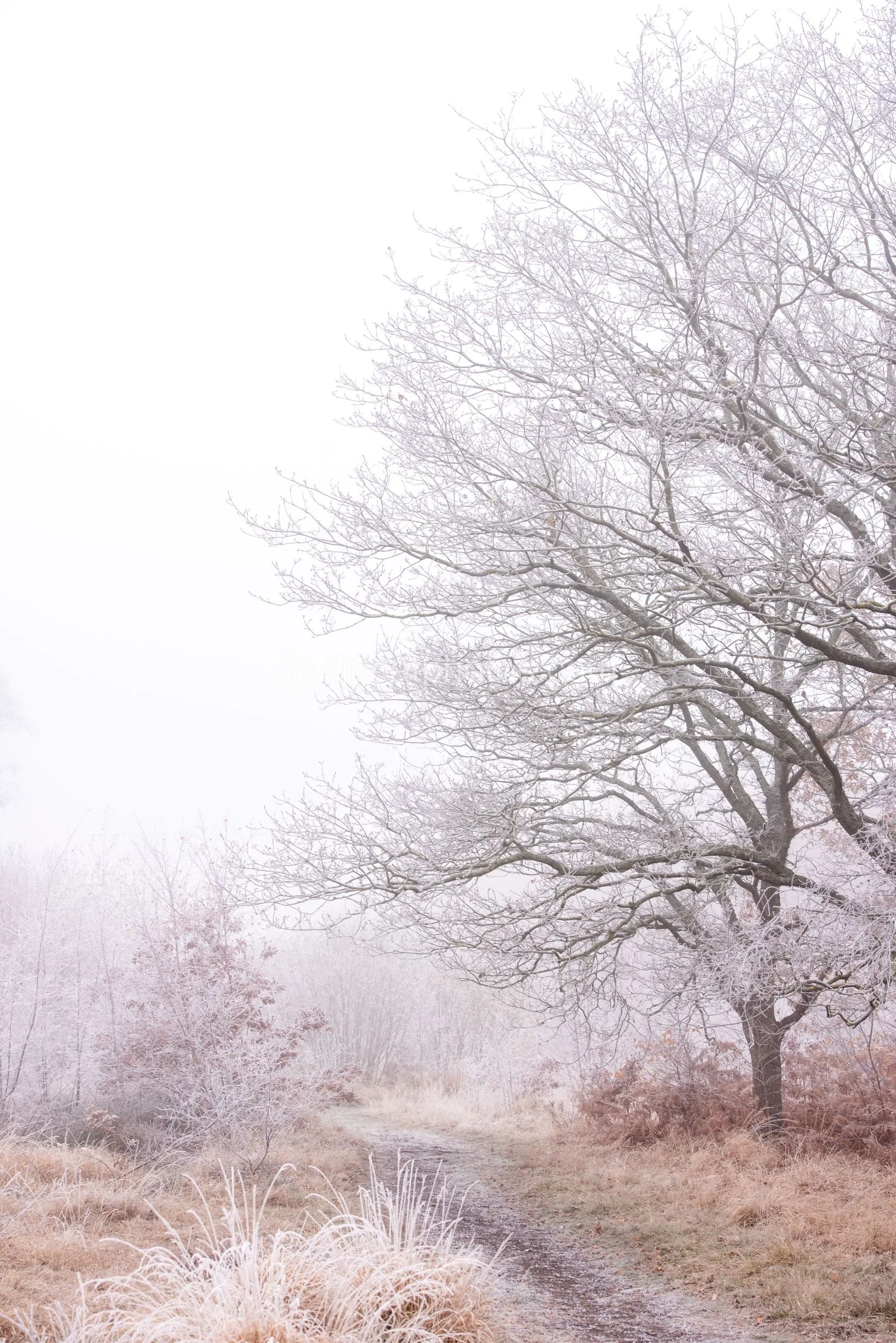 Winter 7 Kipcatphotos.com.jpg