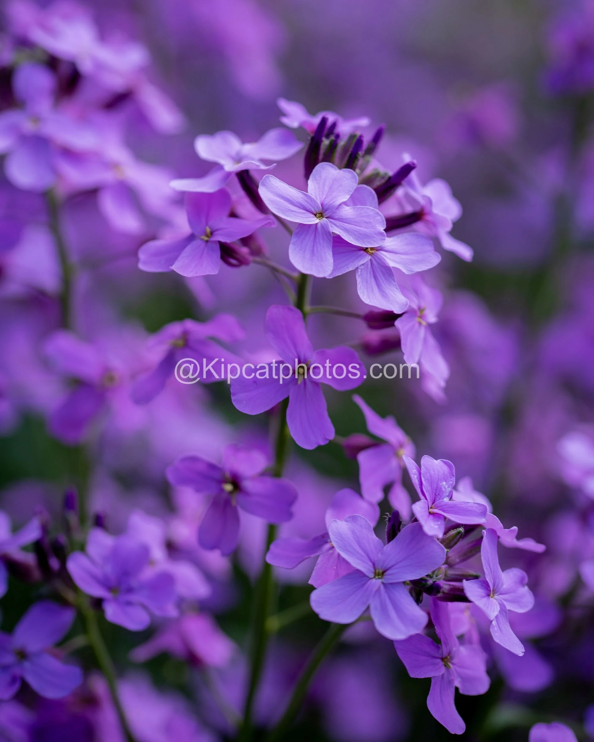 Another close view of vivid purple honesty flowers in bloom at Great Dixter. Kipcatphotos.com

Clusters of purple honesty flowers catch the light against a darker backdrop, their delicate four-petalled form and golden centres shown in fine detail. Ki