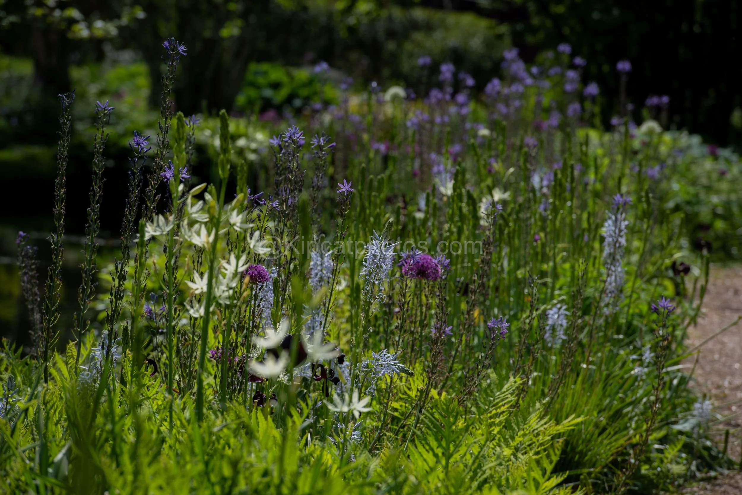 Longstock Water Garden 23 Kipcatphotos.jpg