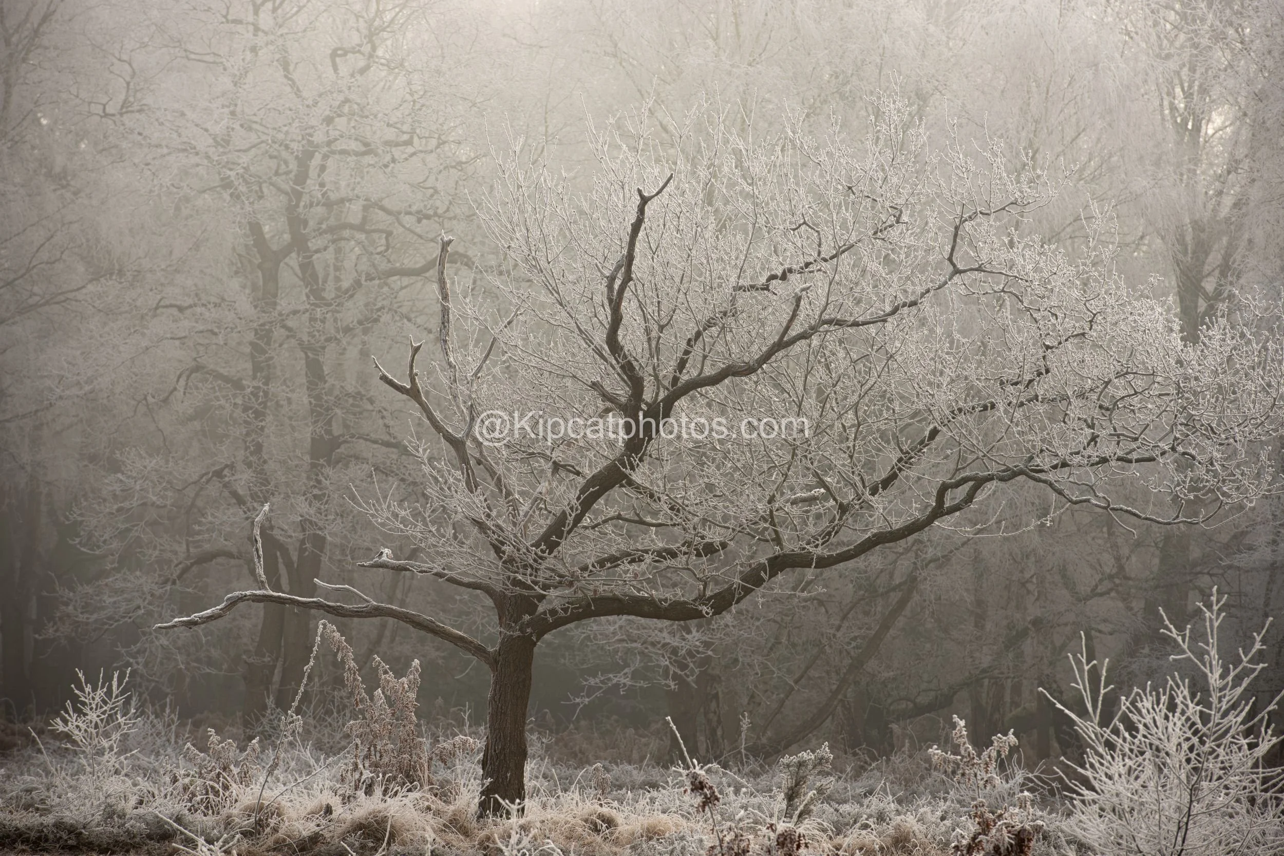 Winter 21 Kipcatphotos.com.jpg