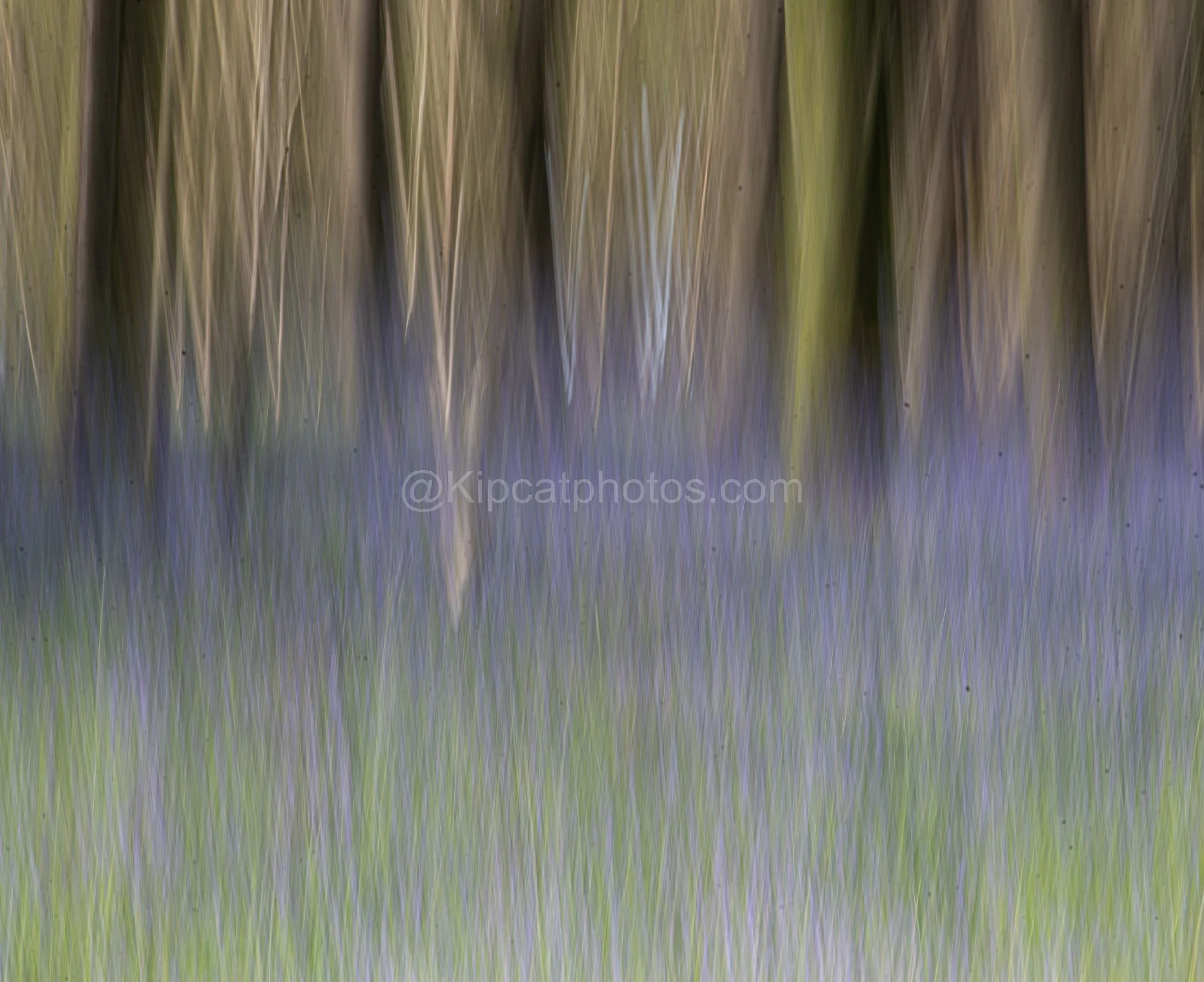 Bluebell ICM Kipcatphotos.jpg