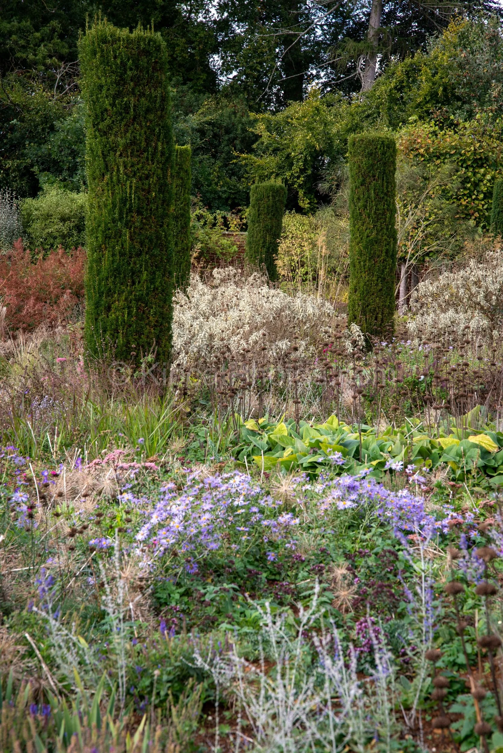 A late-autumn perennial border at Broughton Grange, Oxfordshire, with lavender-blue asters, dried seedheads and silvery foliage in the foreground, and tall dark green columnar yew topiary rising dramatically behind. KipcatPhotos.com.

This is Brought