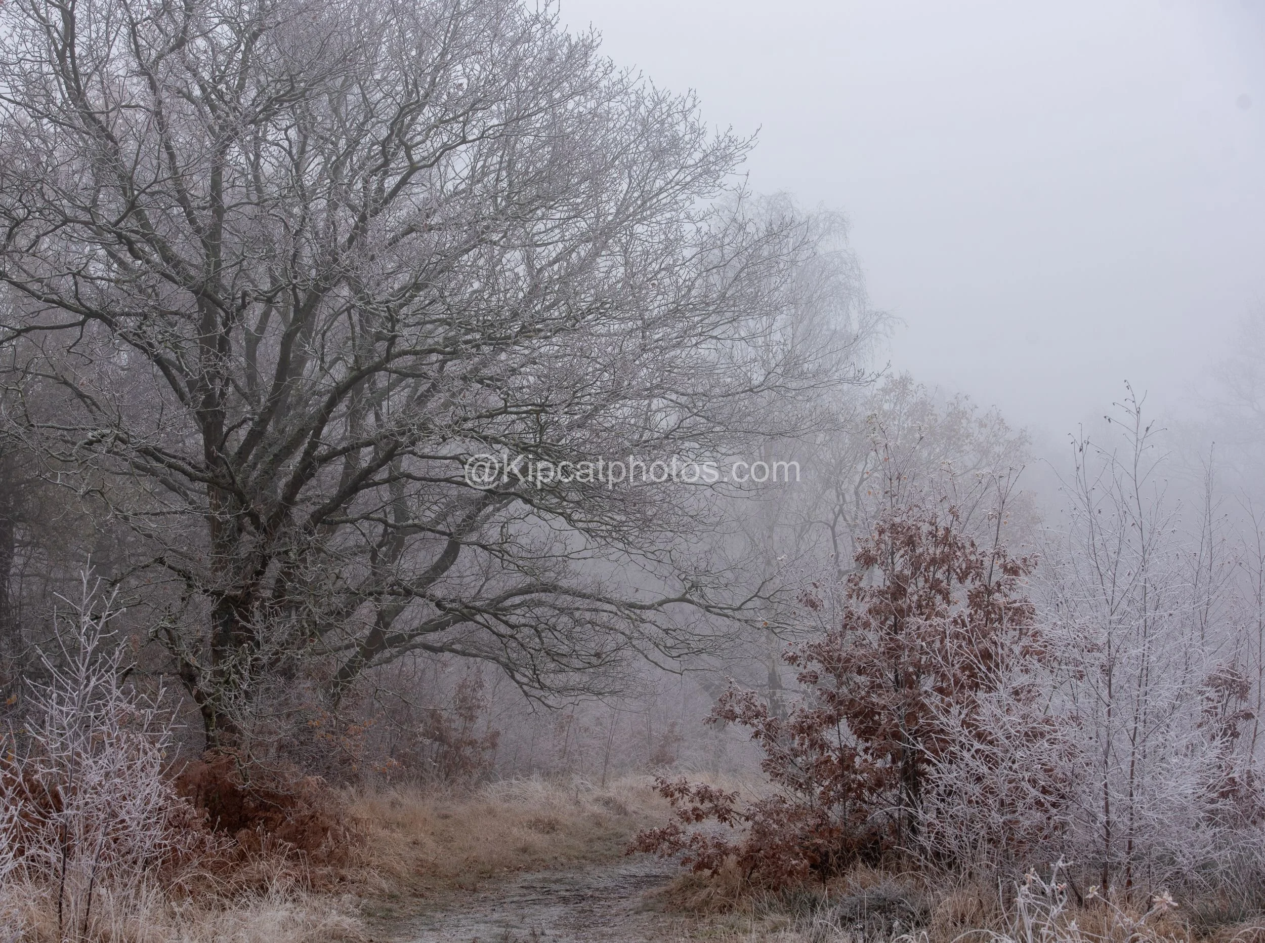 Winter 6 Kipcatphotos.com.jpg