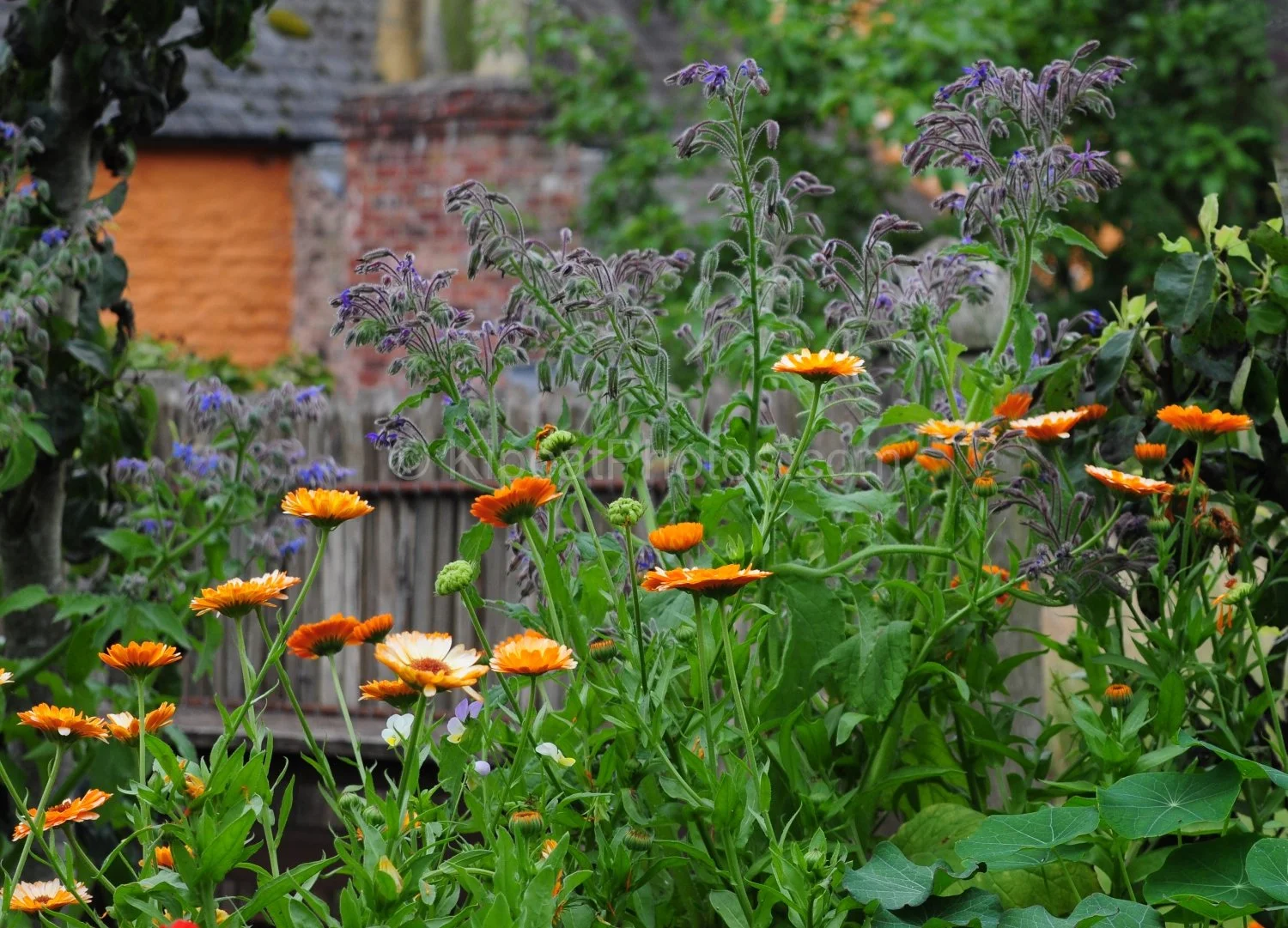 allt-y-bela-calendula-borage-kitchen-garden.jpg.jpg