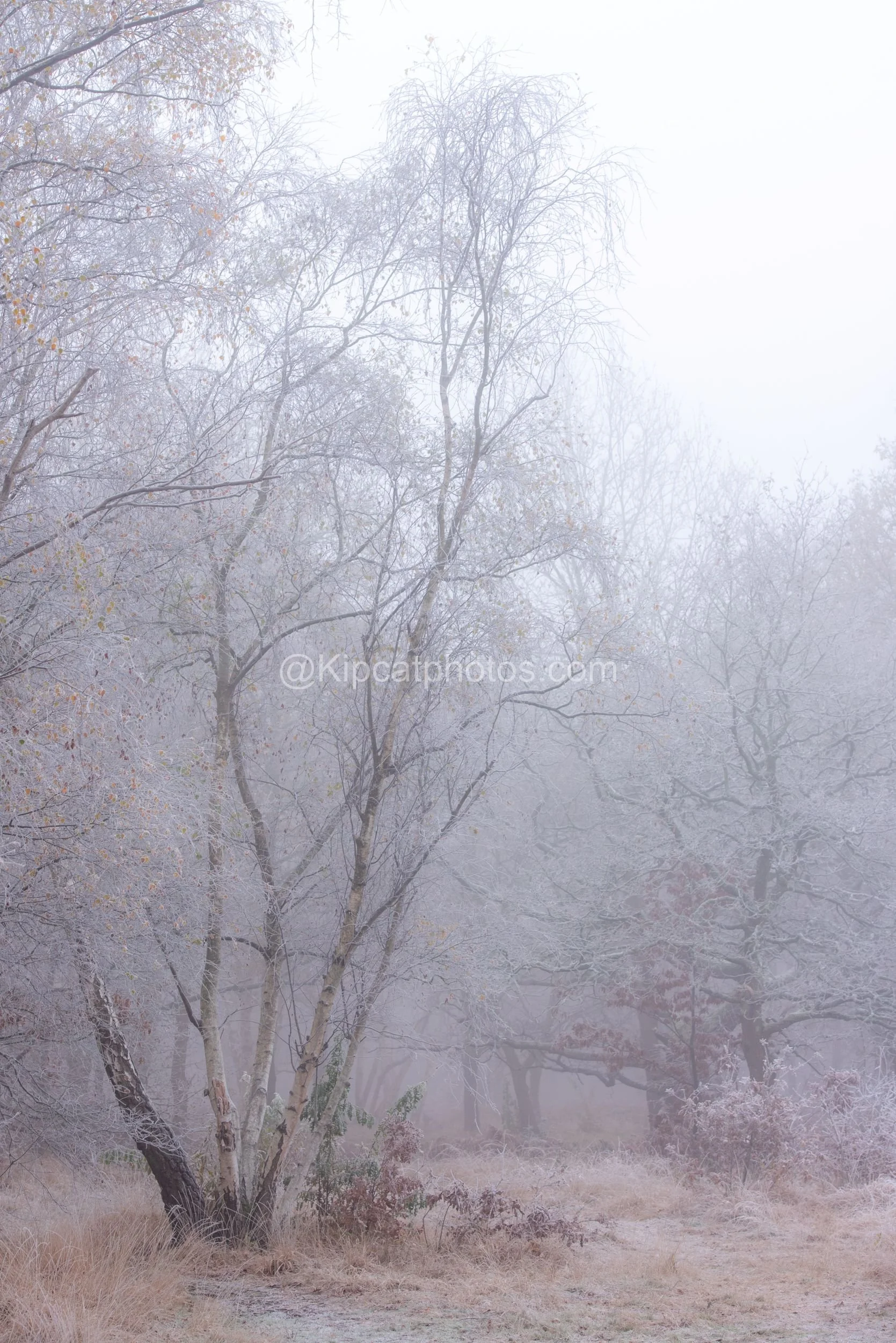 Winter 10 Kipcatphotos.com.jpg
