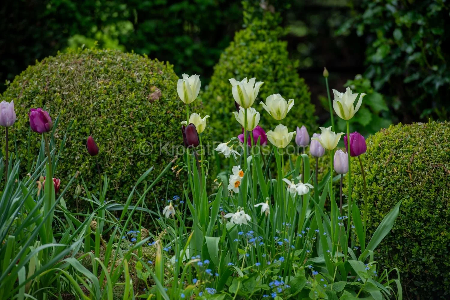 White, purple and dark burgundy tulips with narcissi and blue forget-me-nots growing between clipped box balls in a Berkshire garden spring border. Kipcatphotos.com.

A classic spring combination executed with real flair — white lily-flowered tulips,
