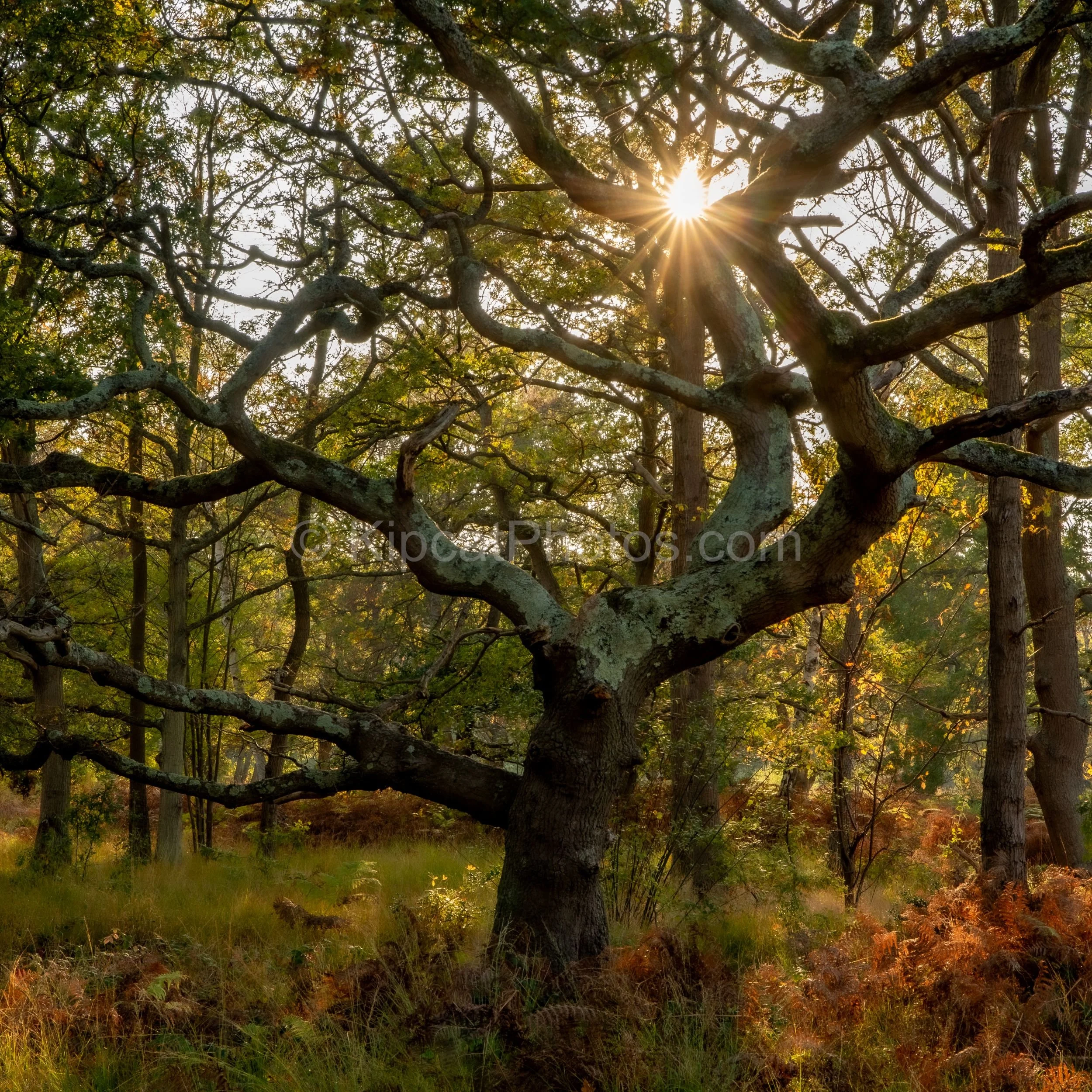 Wimbledon Common autumn oak Arthur Road Landscapes.jpg