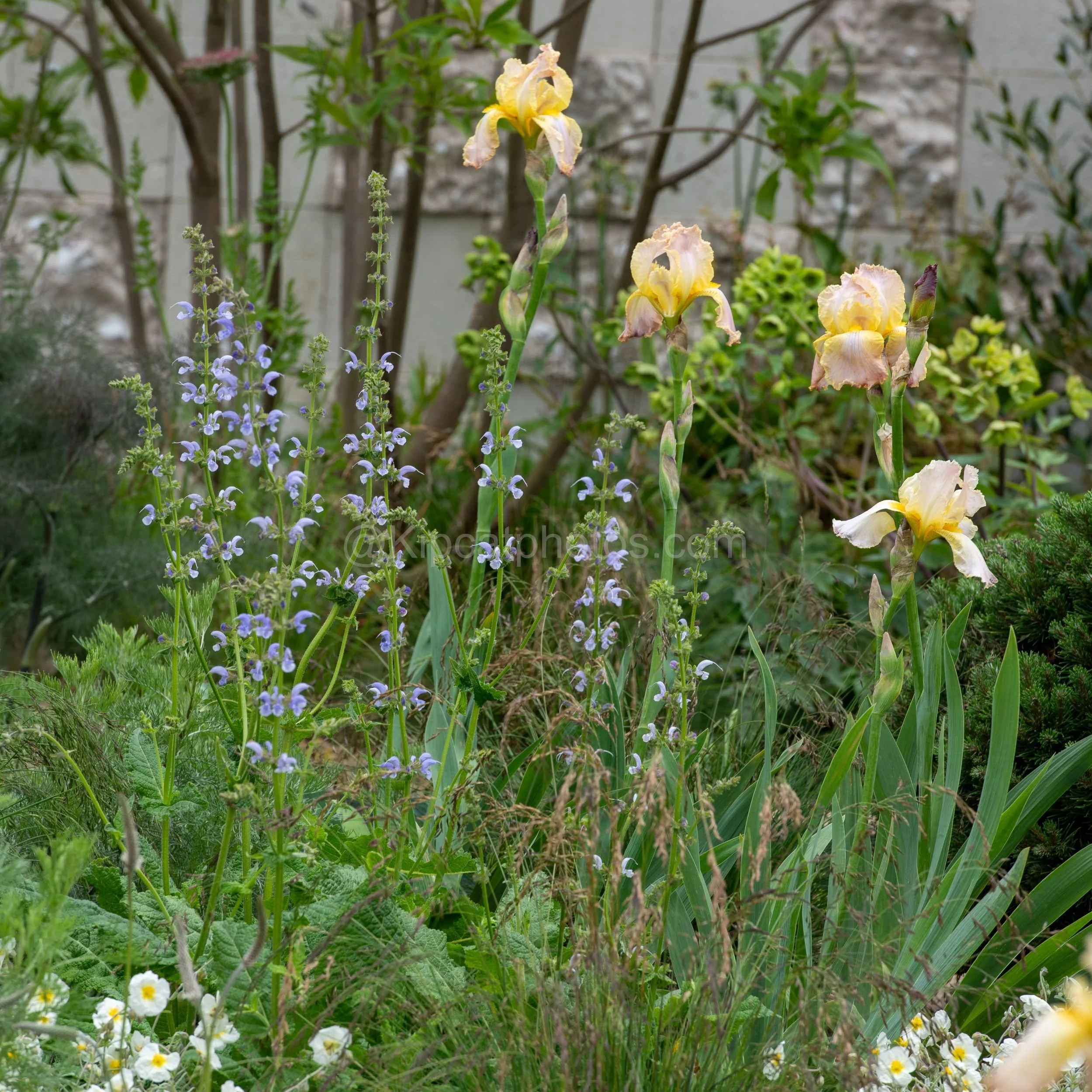 Yellow and apricot bearded irises with purple catmint in the Joe & Laura Carey garden at RHS Chelsea Flower Show 2026

Soft yellow and apricot bearded irises rise above a haze of purple catmint and white rockrose in the Joe & Laura Carey garden at RH