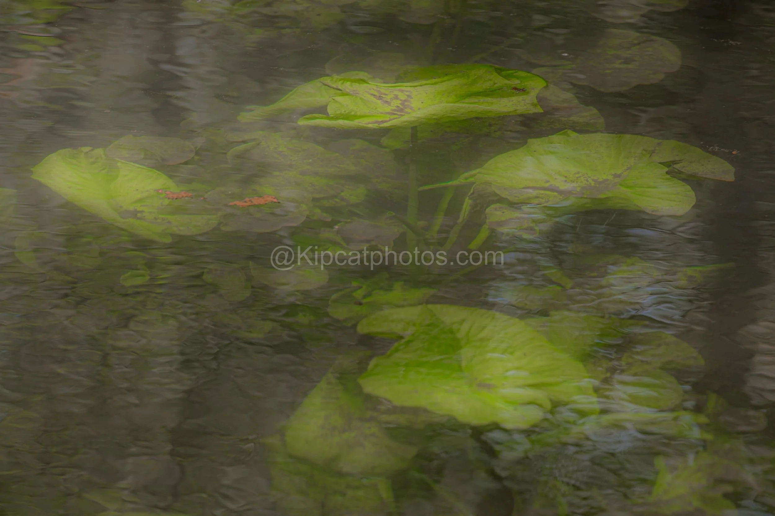 Longstock Water Garden 12 Kipcatphotos.jpg