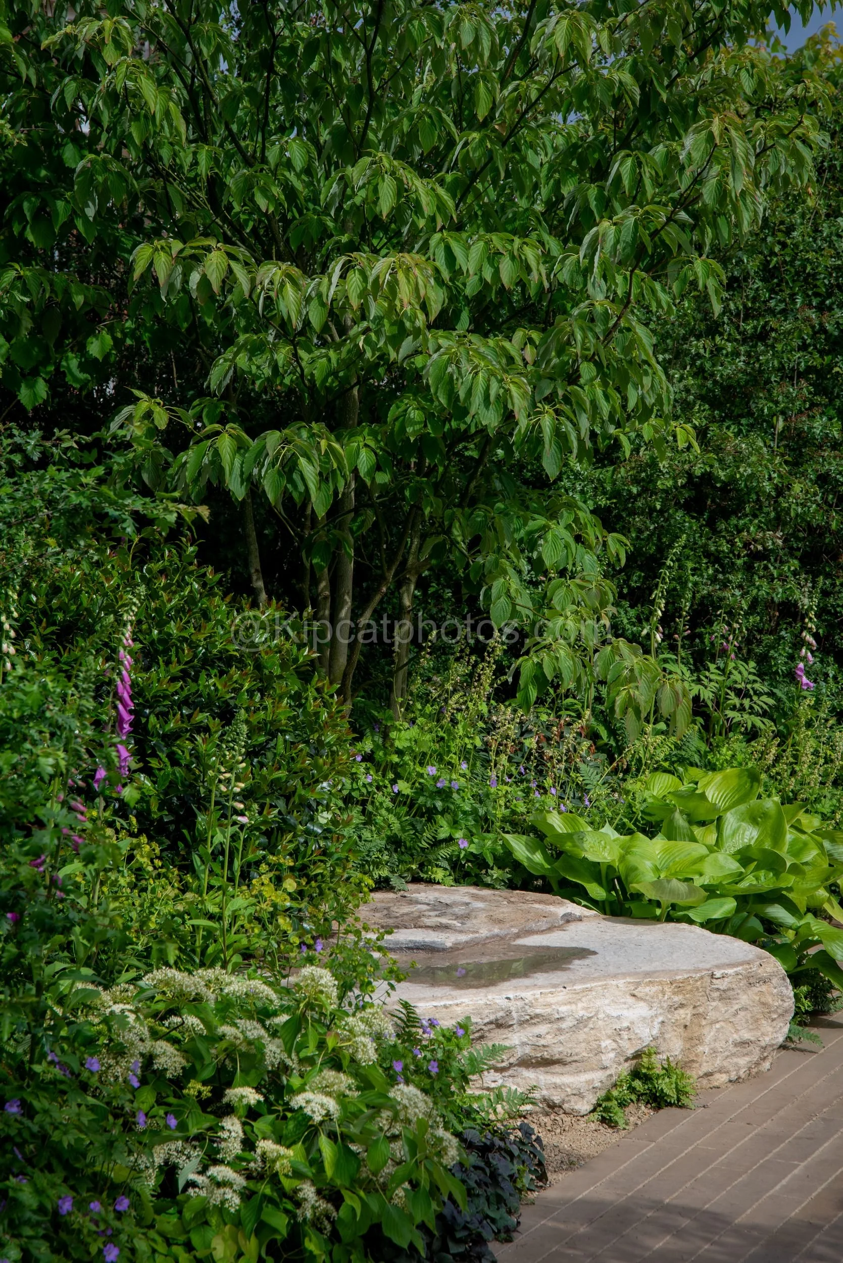 Shaded planting with pink foxgloves and hostas beside a large stone bench in the Rob Hardy & Co garden at RHS Chelsea Flower Show 2026

A shaded woodland-style corner in the Rob Hardy & Co garden at RHS Chelsea Flower Show 2026, with pink foxgloves, 