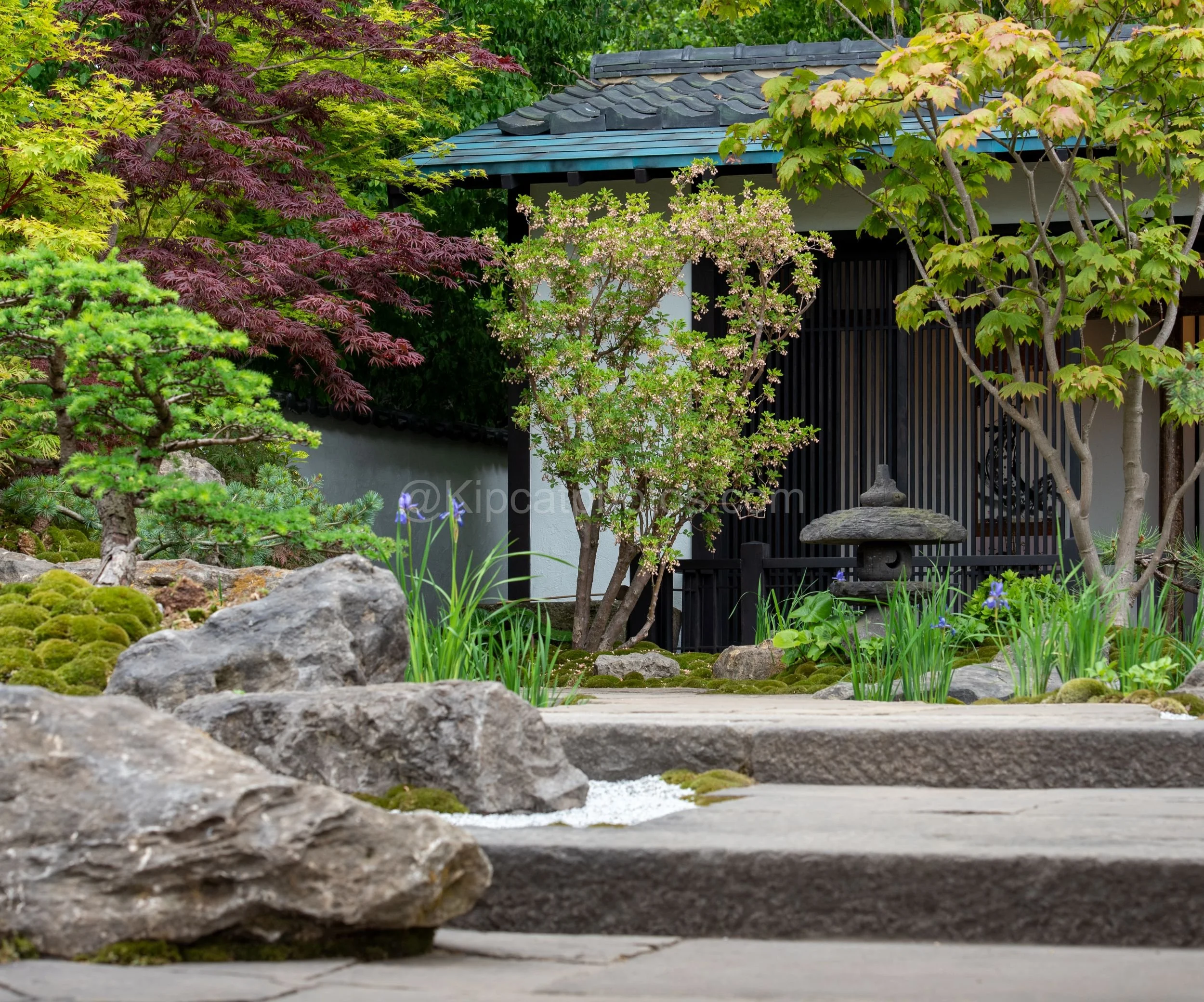 Traditional Japanese teahouse framed by acers and a stone lantern in the Kazuyuki Ishihara garden at RHS Chelsea Flower Show 2026

A traditional tiled-roof Japanese teahouse is framed by colourful Japanese maples, moss-covered rocks, irises and a sto