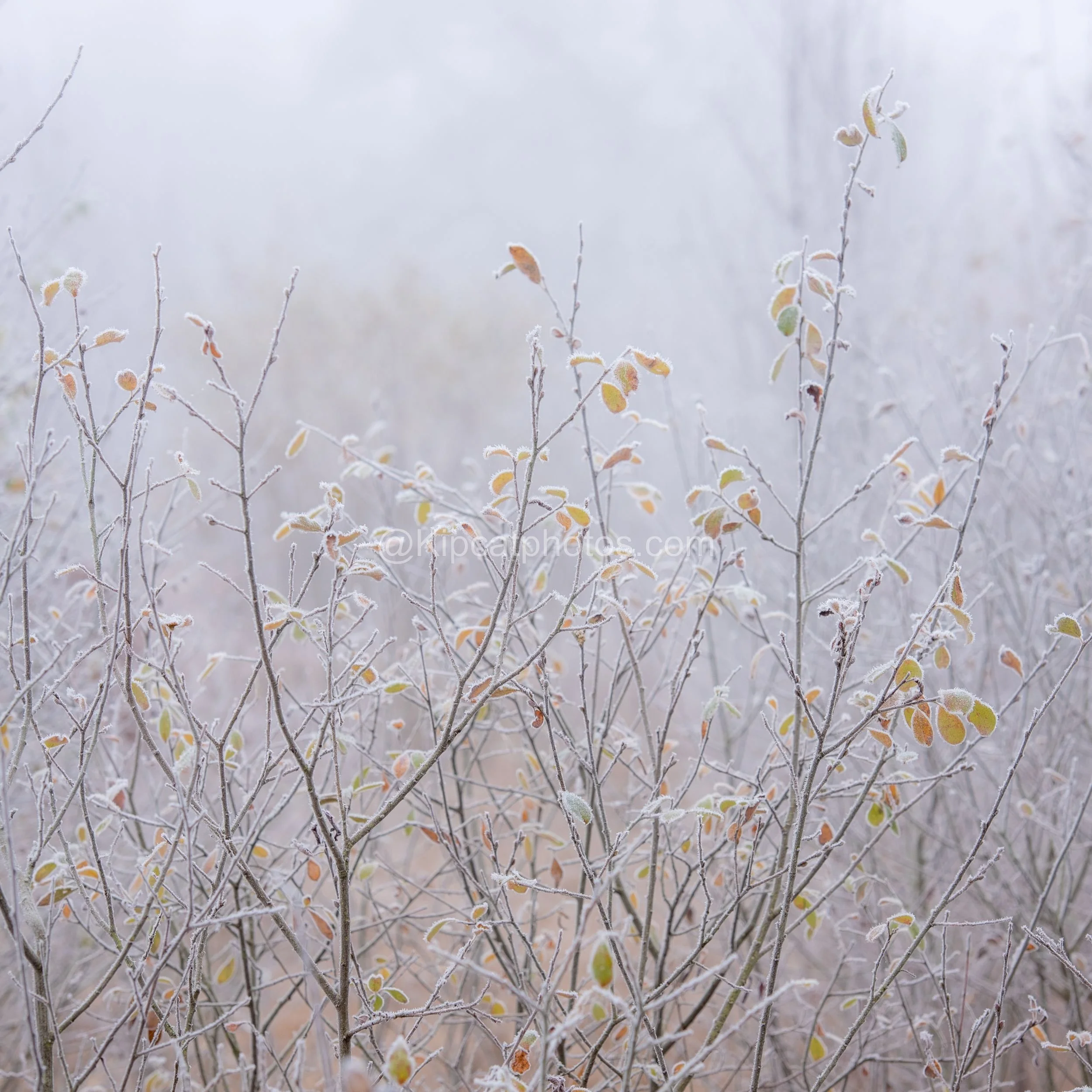 Winter 4 Kipcatphotos.com.jpg