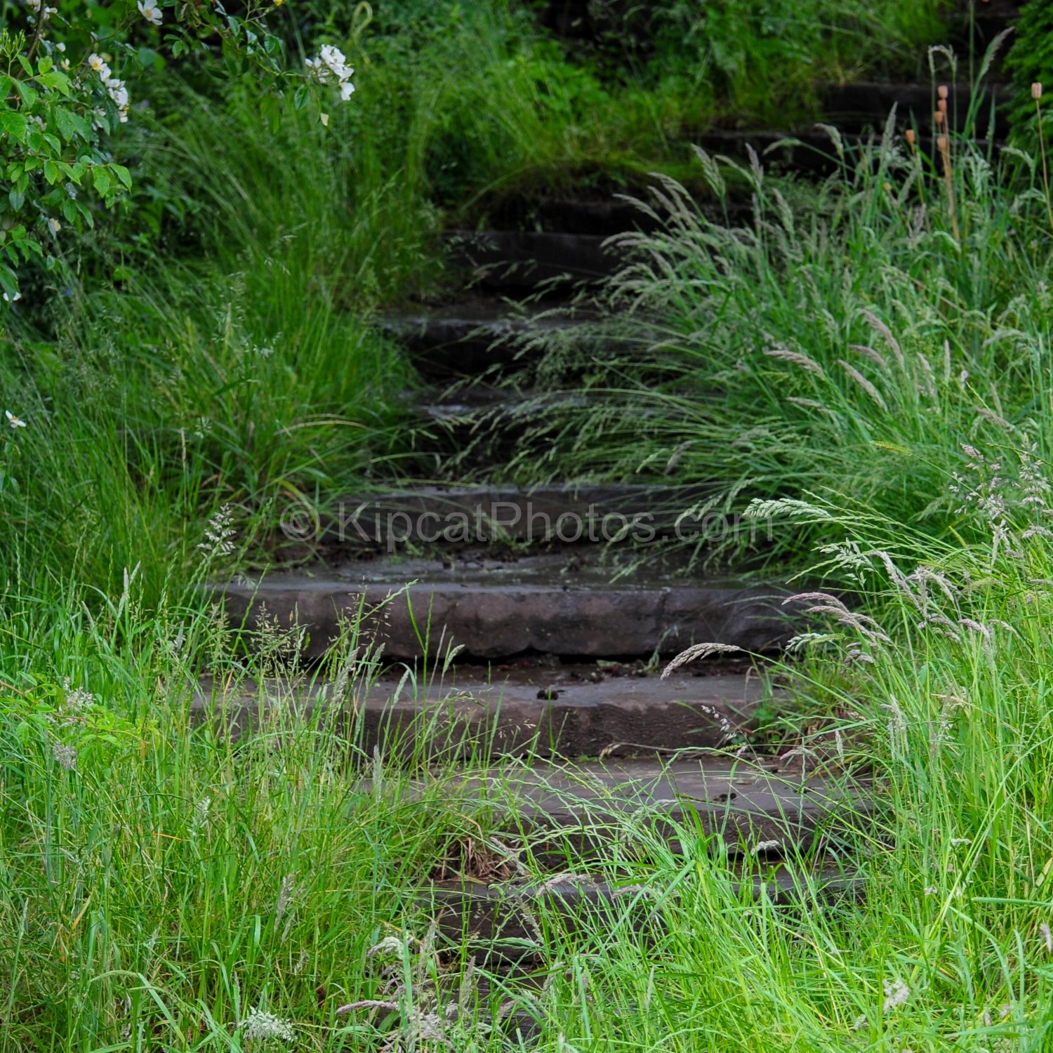 allt-y-bela-stone-steps-wild-grasses-summer.jpg.jpg