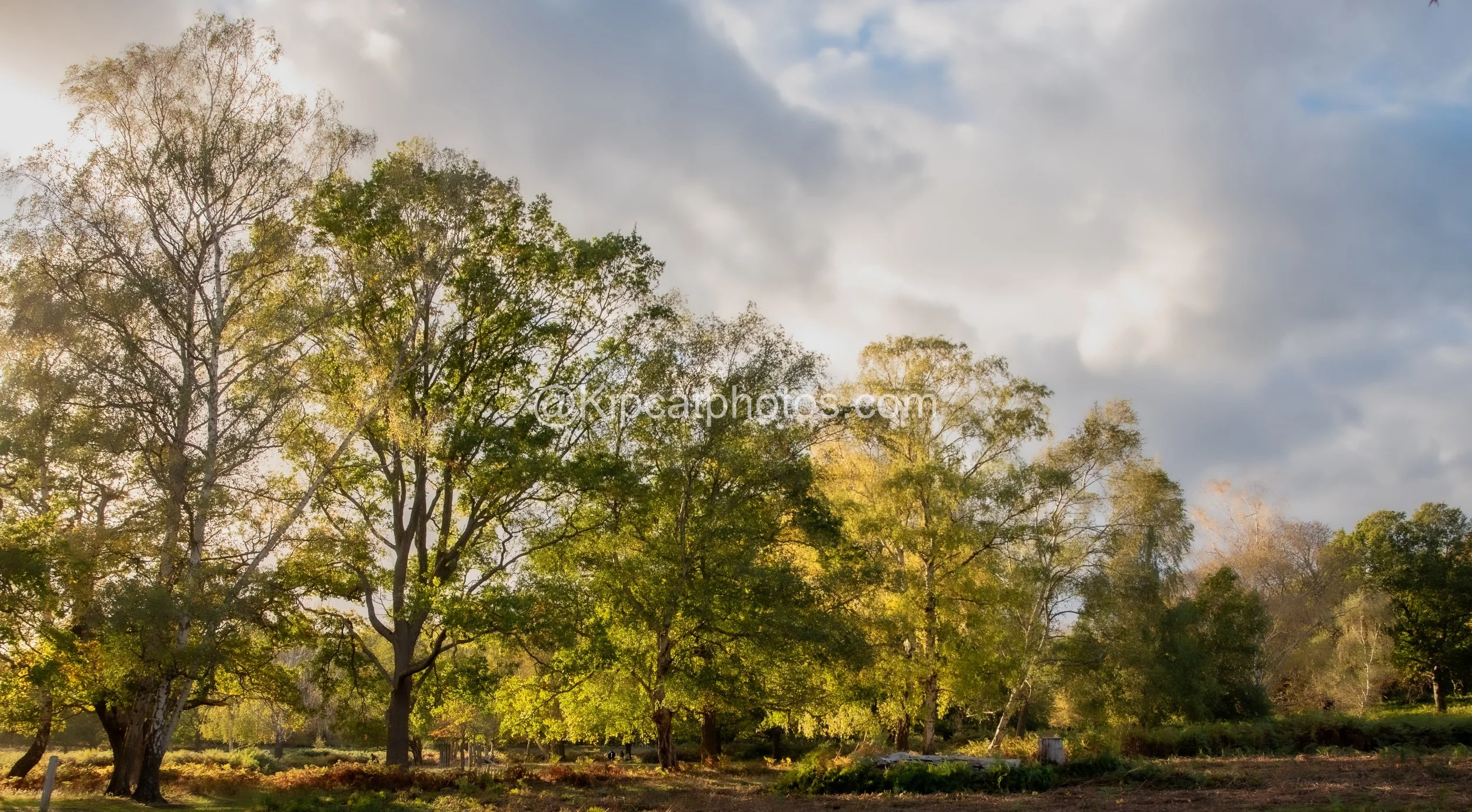 Richmond-Park-autumn-trees-kipcatphotos.jpg