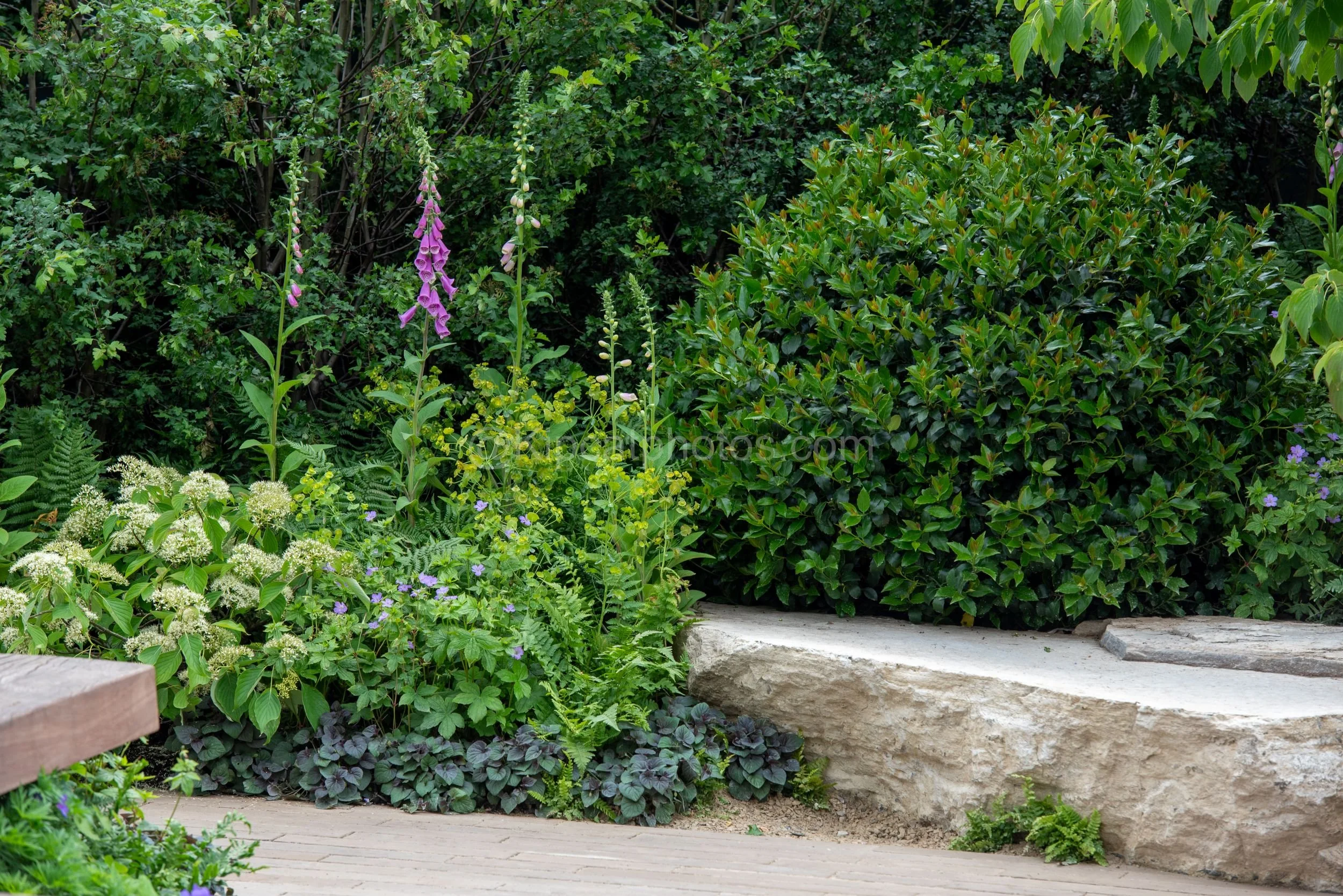 Pink foxgloves and white hydrangea beside a stone bench in the Baz Grainger garden at RHS Chelsea Flower Show 2026

A shaded planting corner in the Baz Grainger show garden at RHS Chelsea Flower Show 2026, with pink foxgloves, white hydrangea, ferns 