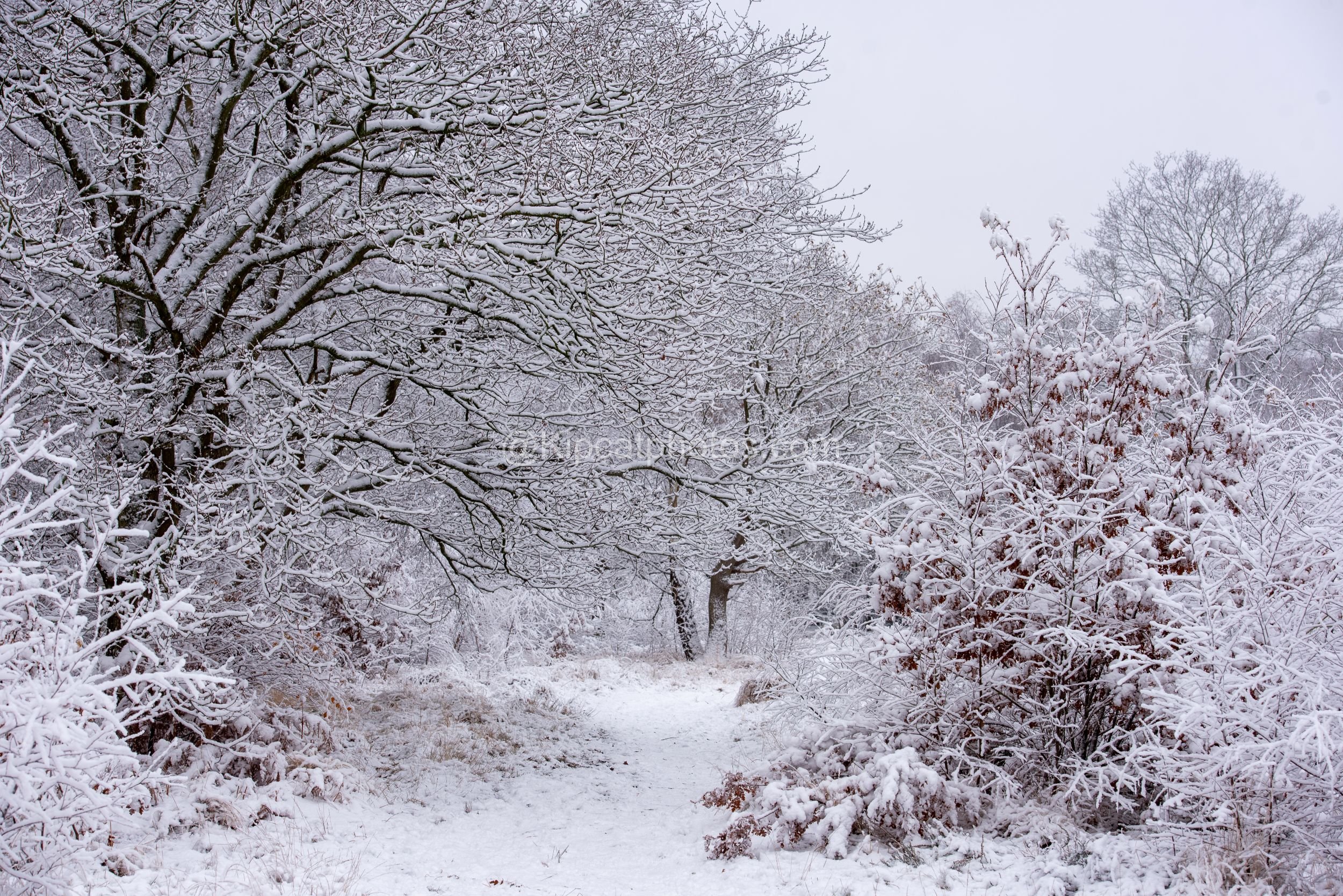 Winter 14 Kipcatphotos.com.jpg