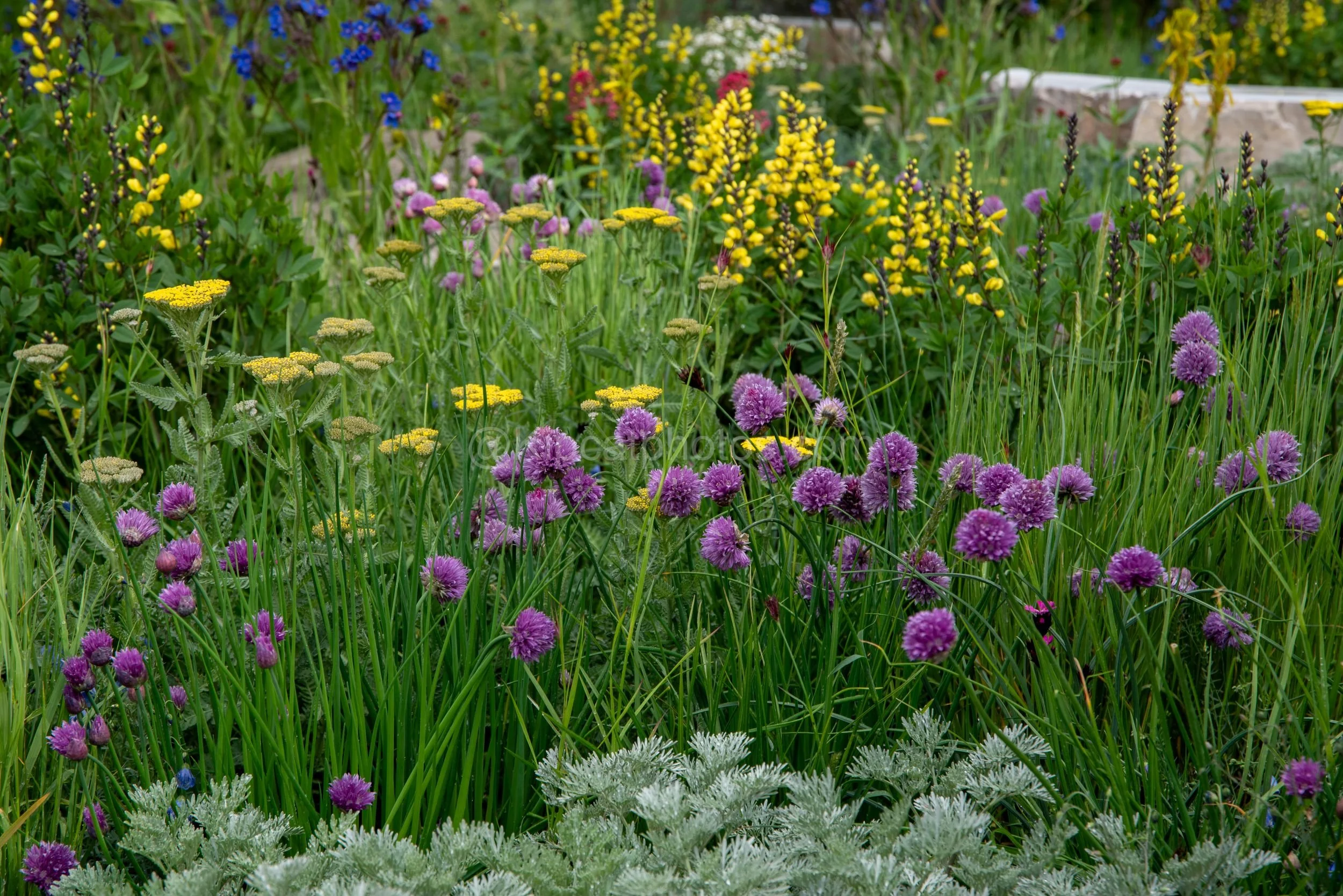 Colourful wildflower border with yellow genista and purple alliums beside a stone bench in the Harry Holding & Alex Michaelis garden at RHS Chelsea Flower Show 2026

A naturalistic wildflower border in the Harry Holding & Alex Michaelis garden at RHS