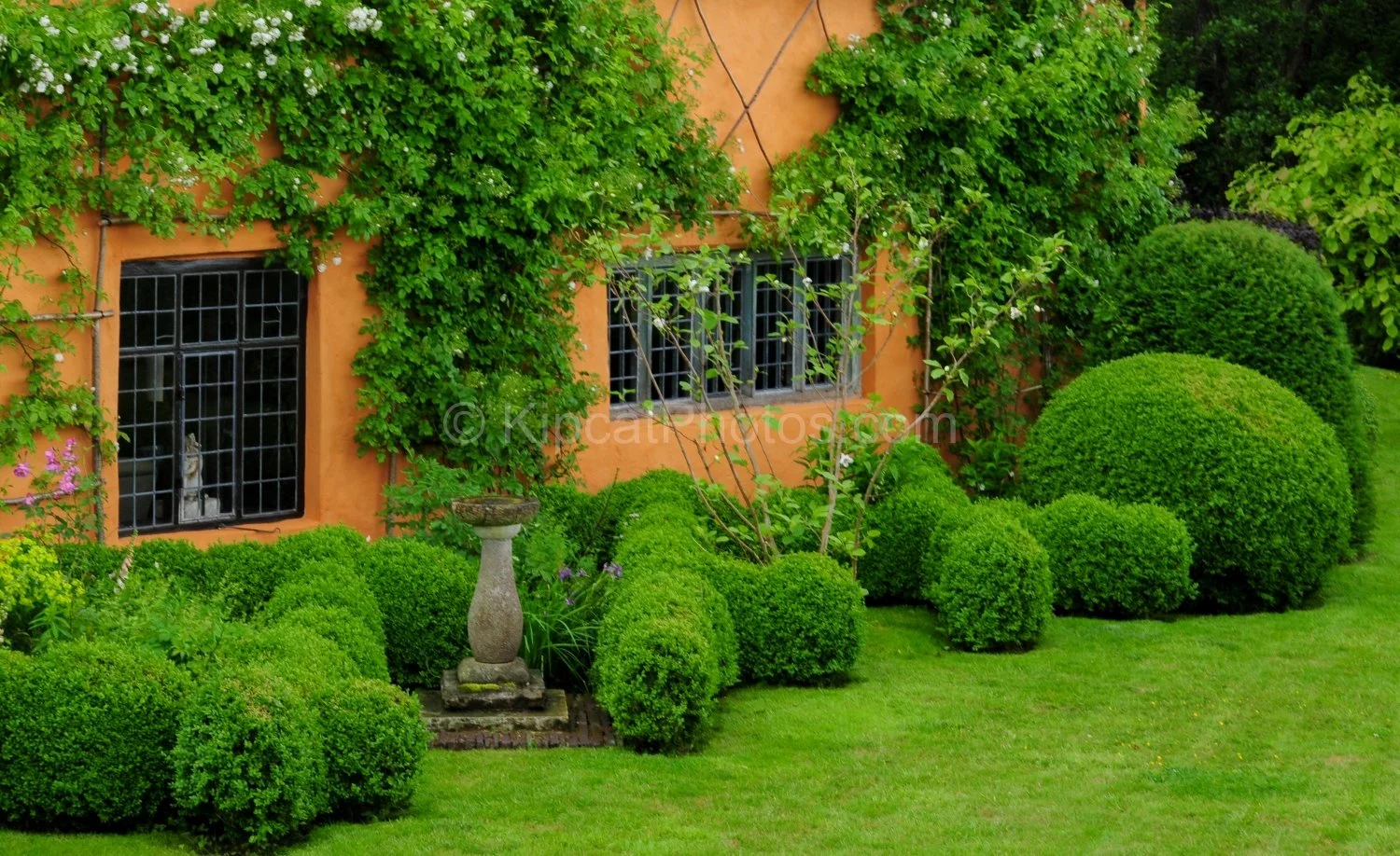 allt-y-bela-climbing-roses-box-balls-birdbath.jpg.jpg