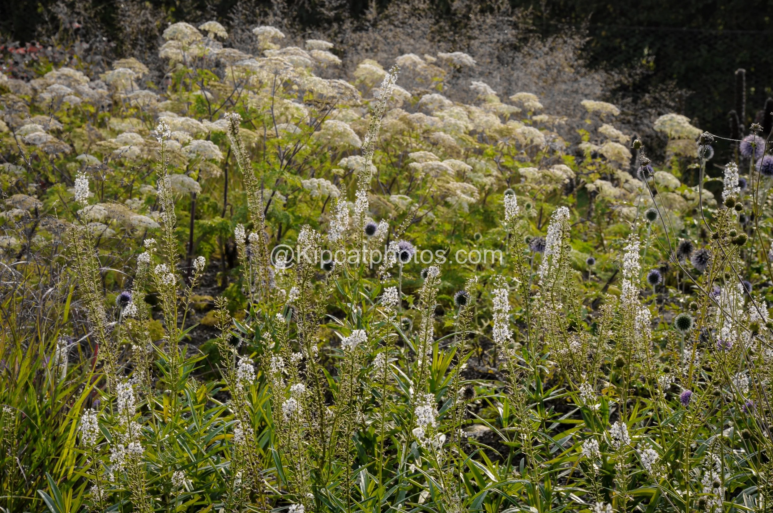 Backlit white flower spikes and blue globe thistles in the foreground, with drifts of cream umbels and soft grasses glowing behind them.