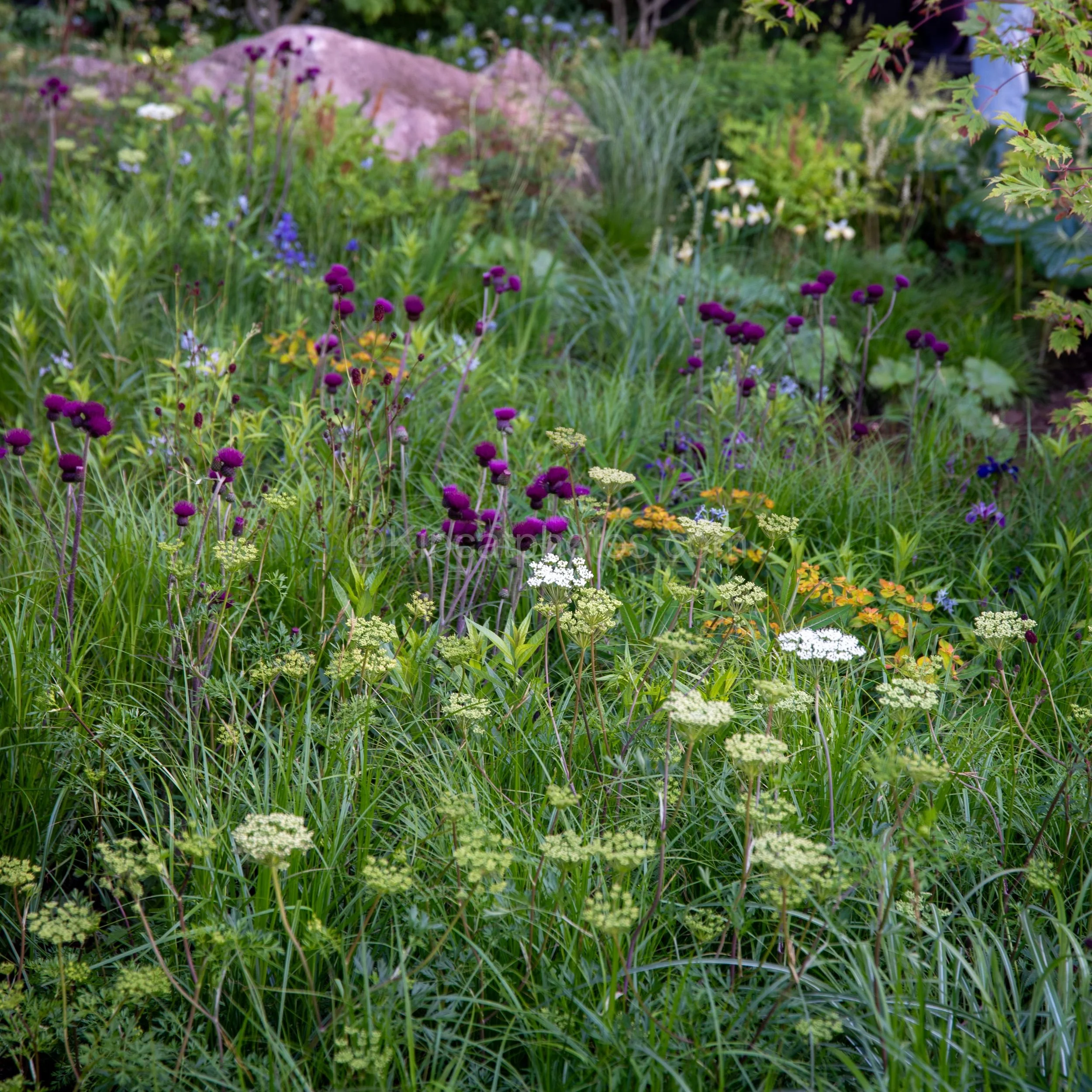 Naturalistic meadow planting with purple Sanguisorba and a large boulder in the Angus Thompson garden at RHS Chelsea Flower Show 2026

Naturalistic meadow-style planting in the Angus Thompson garden at RHS Chelsea Flower Show 2026, with deep purple S