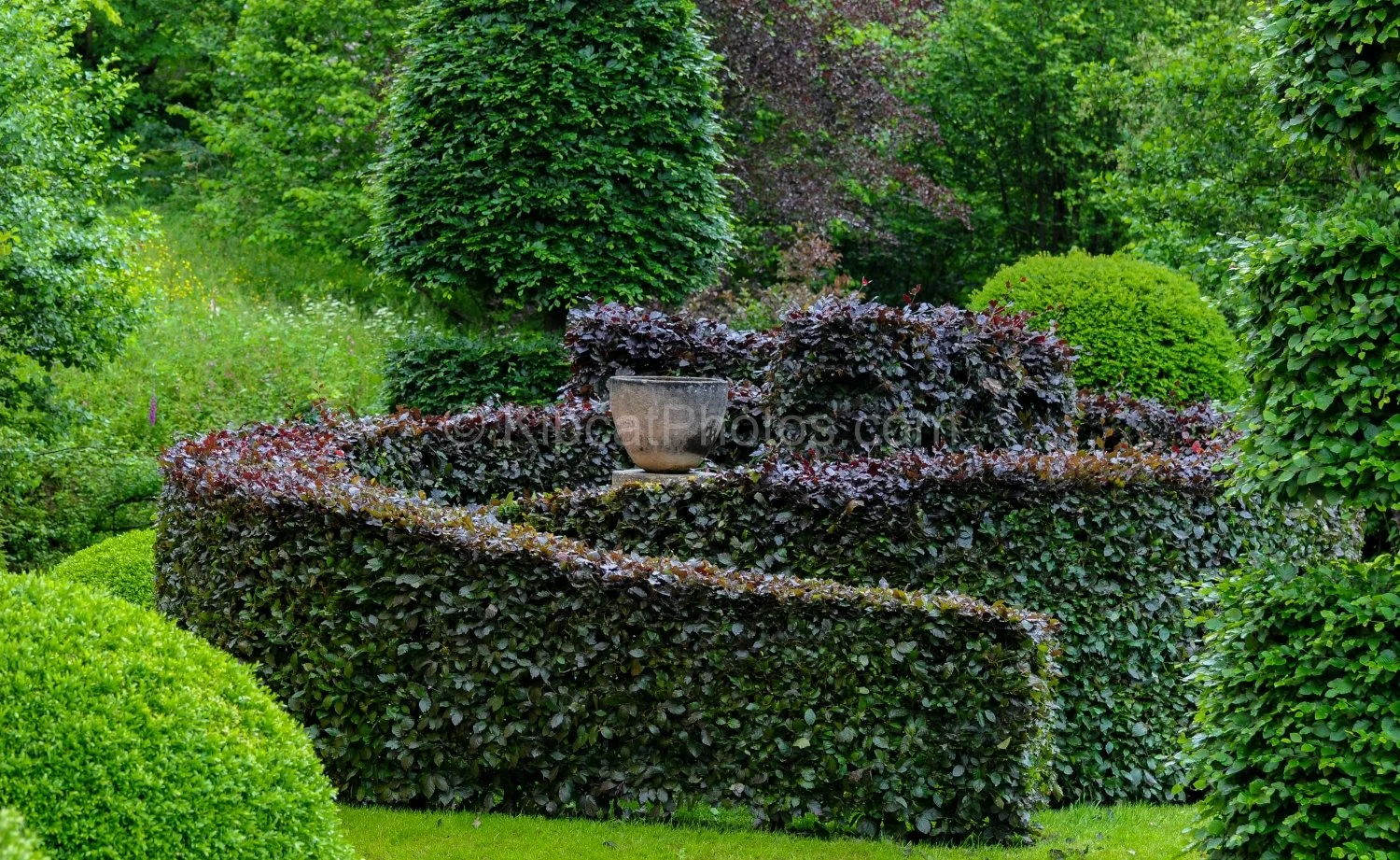 allt-y-bela-purple-beech-hedge-stone-urn-topiary.jpg.jpg