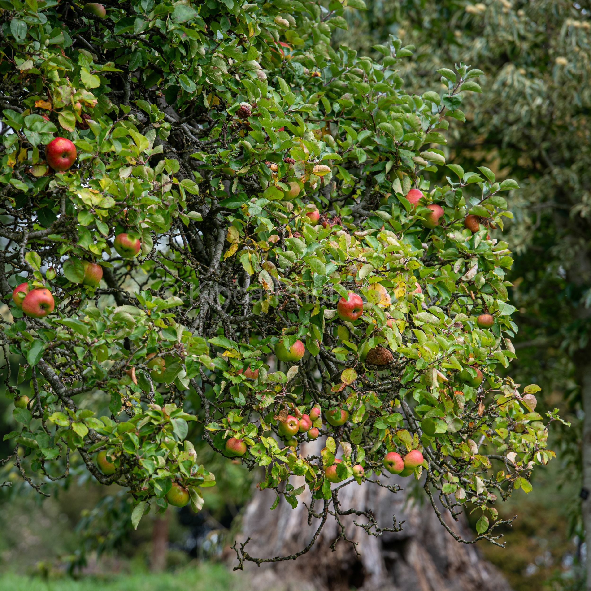 An old gnarled apple tree heavily laden with small red and green apples in the orchard or arboretum at Broughton Grange, Oxfordshire, with twisted branches spreading against a soft green background. KipcatPhotos.com.

This ancient, gnarled apple tree