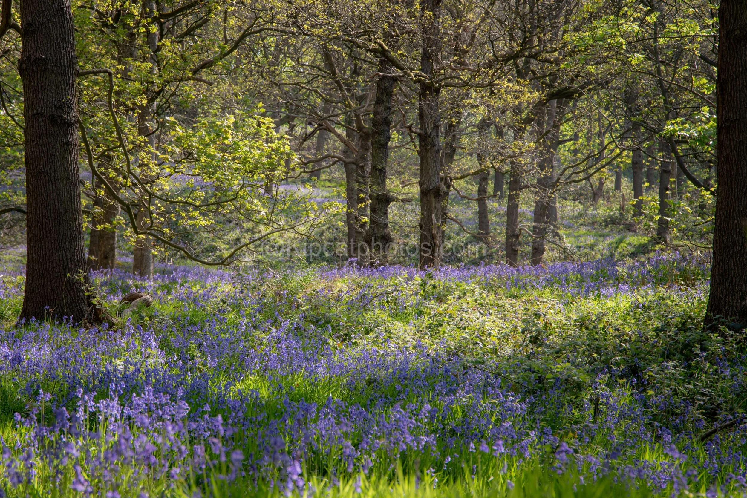 Bluebells 3 Kipcatphotos.jpg