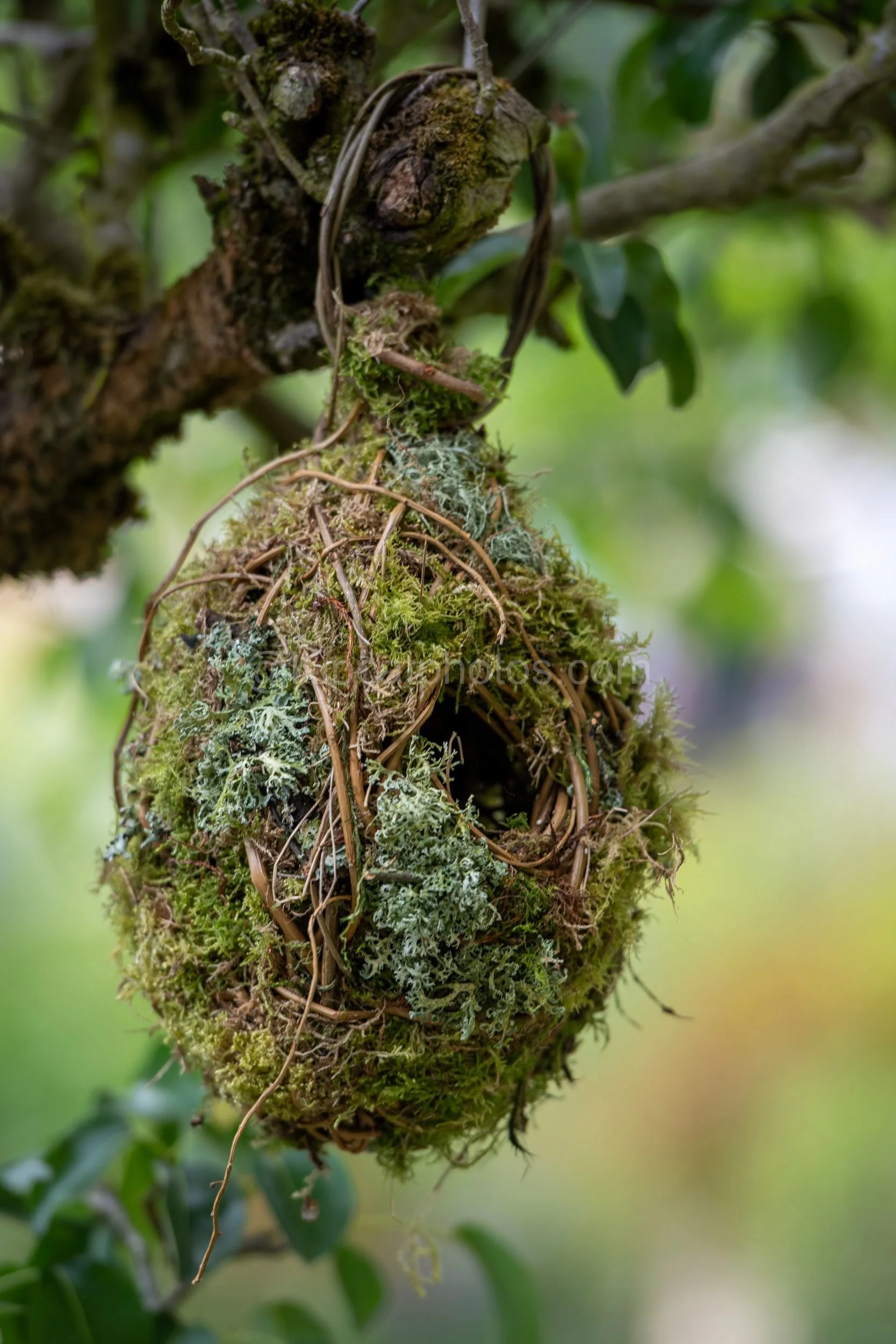 Handwoven moss and twig bird nest hanging from a tree branch in the Baz Grainger garden at RHS Chelsea Flower Show 2026

A rustic handwoven bird nest made of twigs, moss and lichen, suspended from a tree branch as a wildlife feature in the Baz Graing