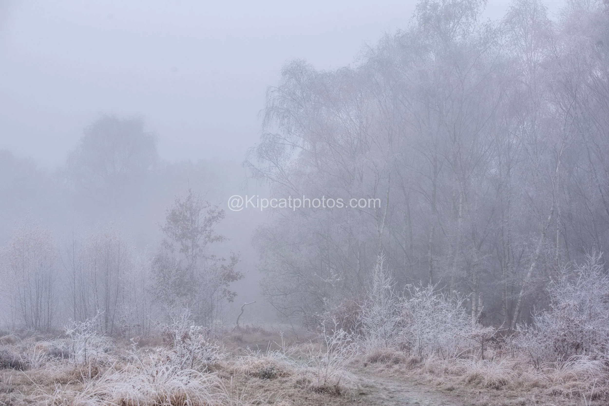 Winter 3 Kipcatphotos.com.jpg