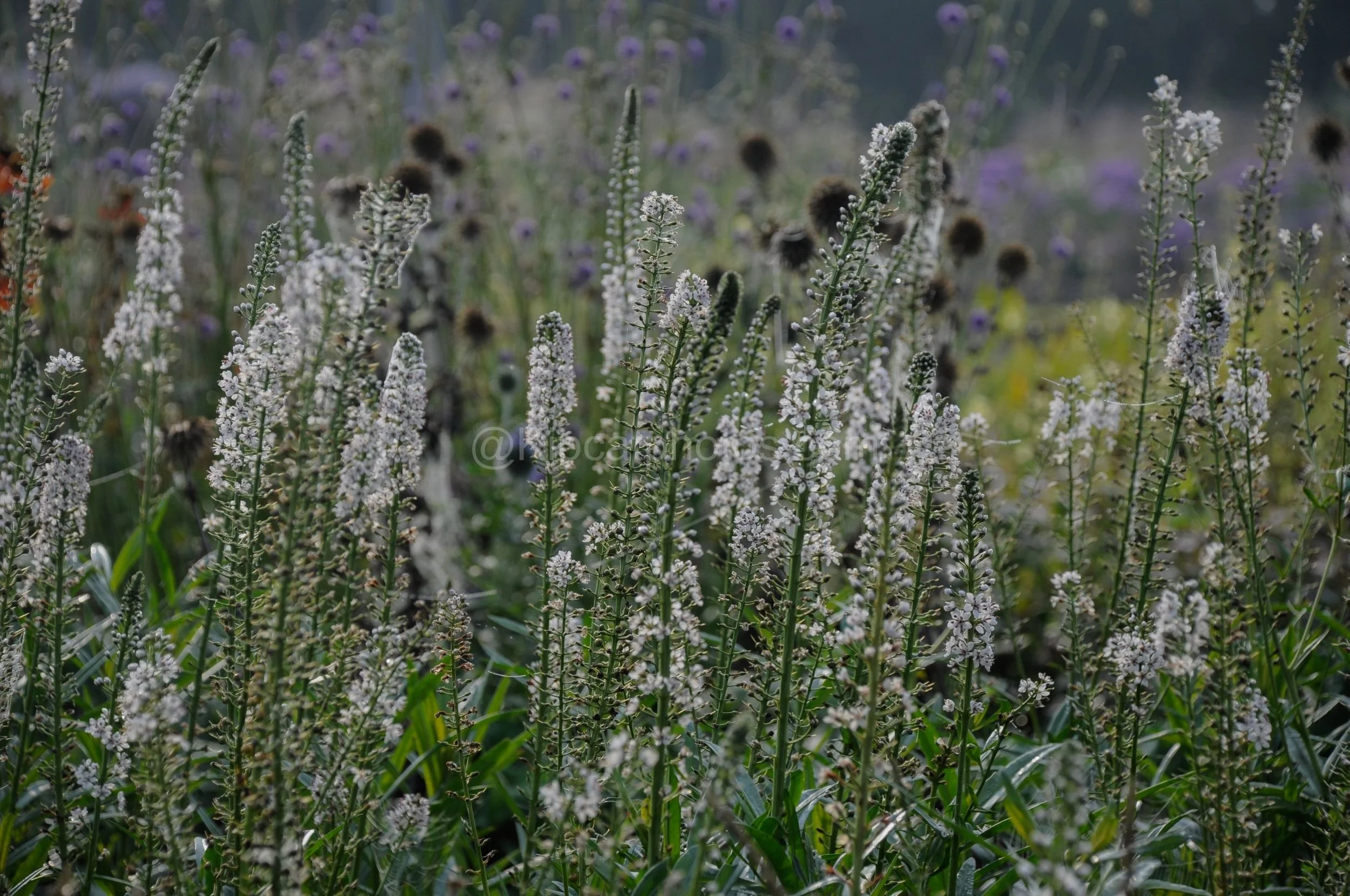 Close view of tall white flower spikes covered in morning dew and fine cobwebs, with blurred purple flowers and dark seedheads behind.