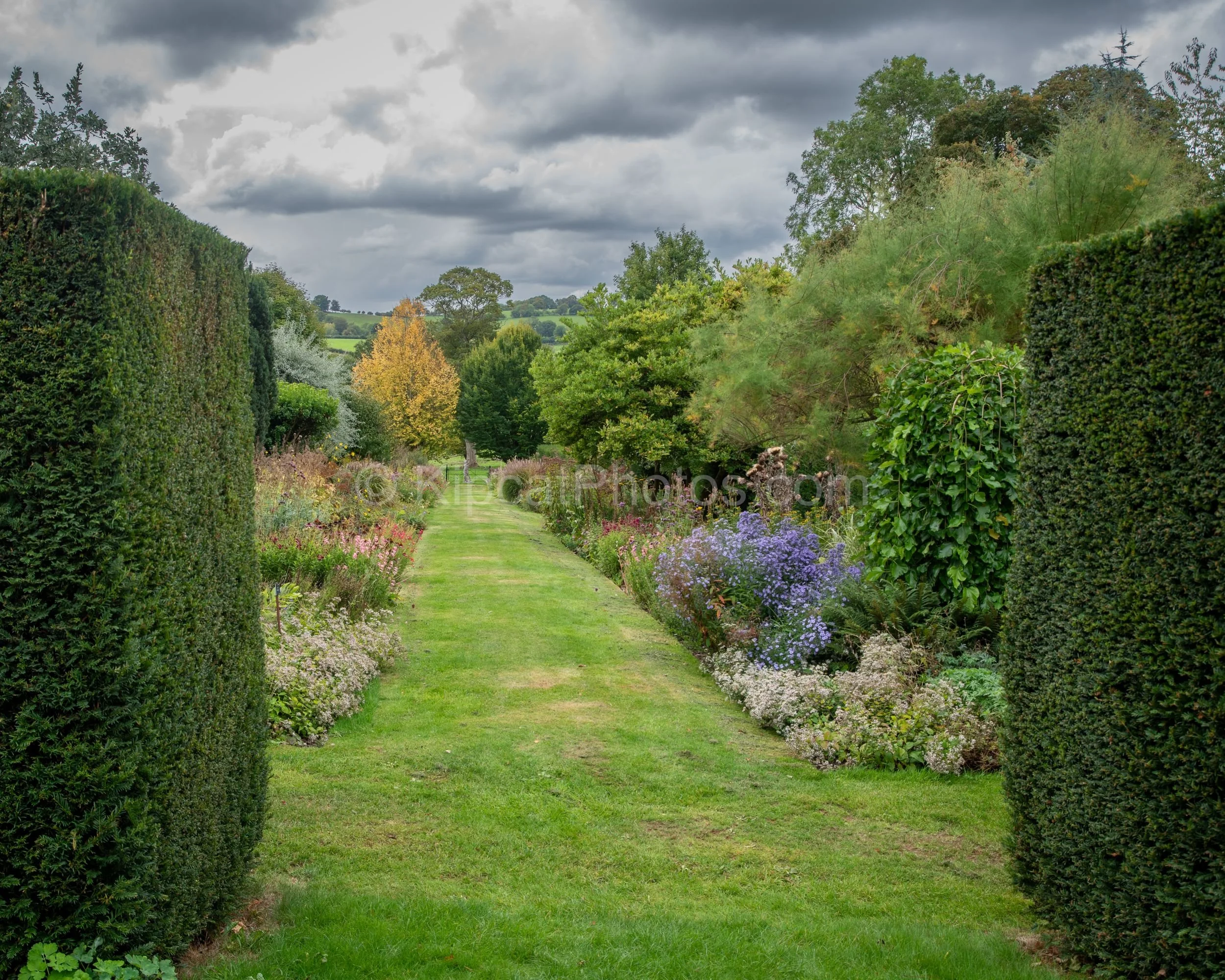 A mown grass path leads between wide double borders of pink asters, white cosmos and autumn perennials at Broughton Grange, Oxfordshire, framed by tall yew hedges and looking out towards a turning-autumn countryside beyond. KipcatPhotos.com.

A mown 