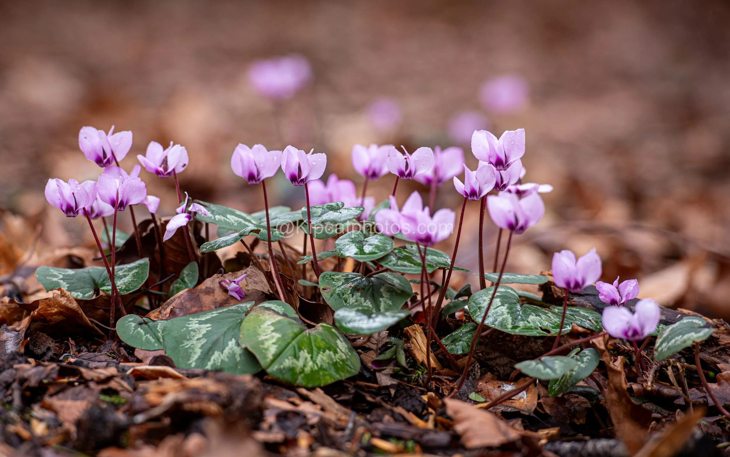 Cyclamen hederifolium Kipcatphotos.com.jpg