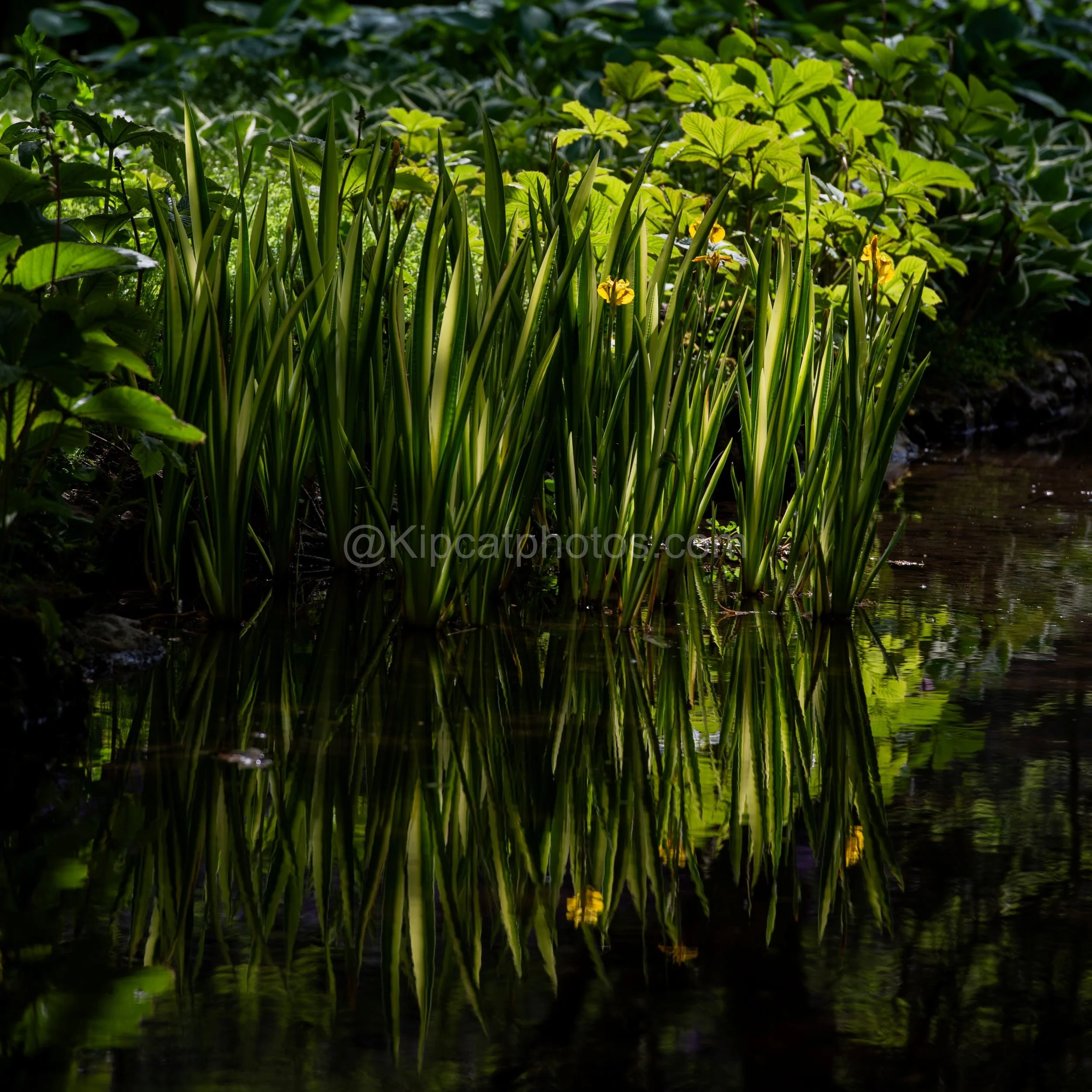 Longstock Water Garden 21 Kipcatphotos.jpg