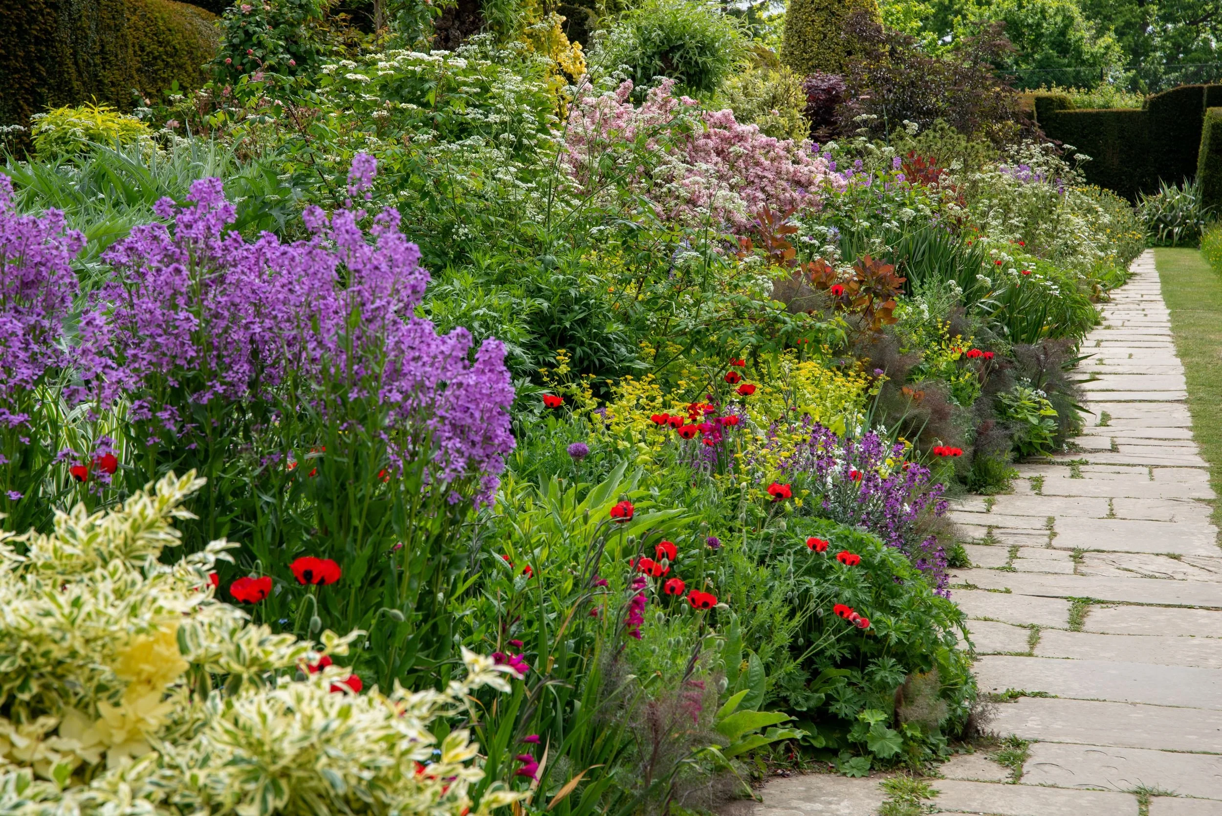 great-dixter-long-border-poppies-sweet-rocket.jpg.jpg
