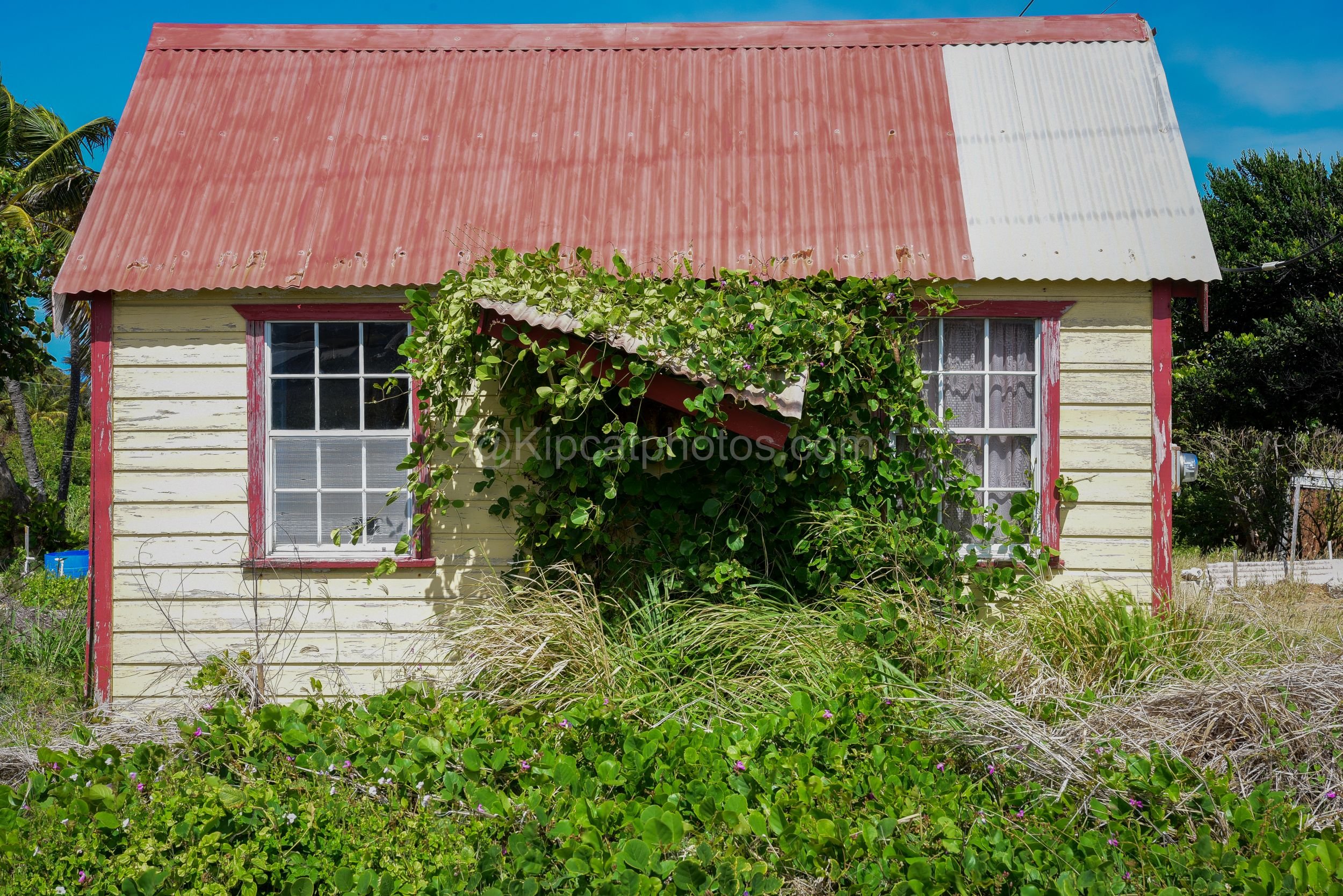 A yellow chattel house in Barbados partly covered by flowering vine, with a red and white roof. Kipcatphotos.com

A flowering vine climbs across this yellow chattel house's red-trimmed window and awning, its red and white corrugated roof and peeling 